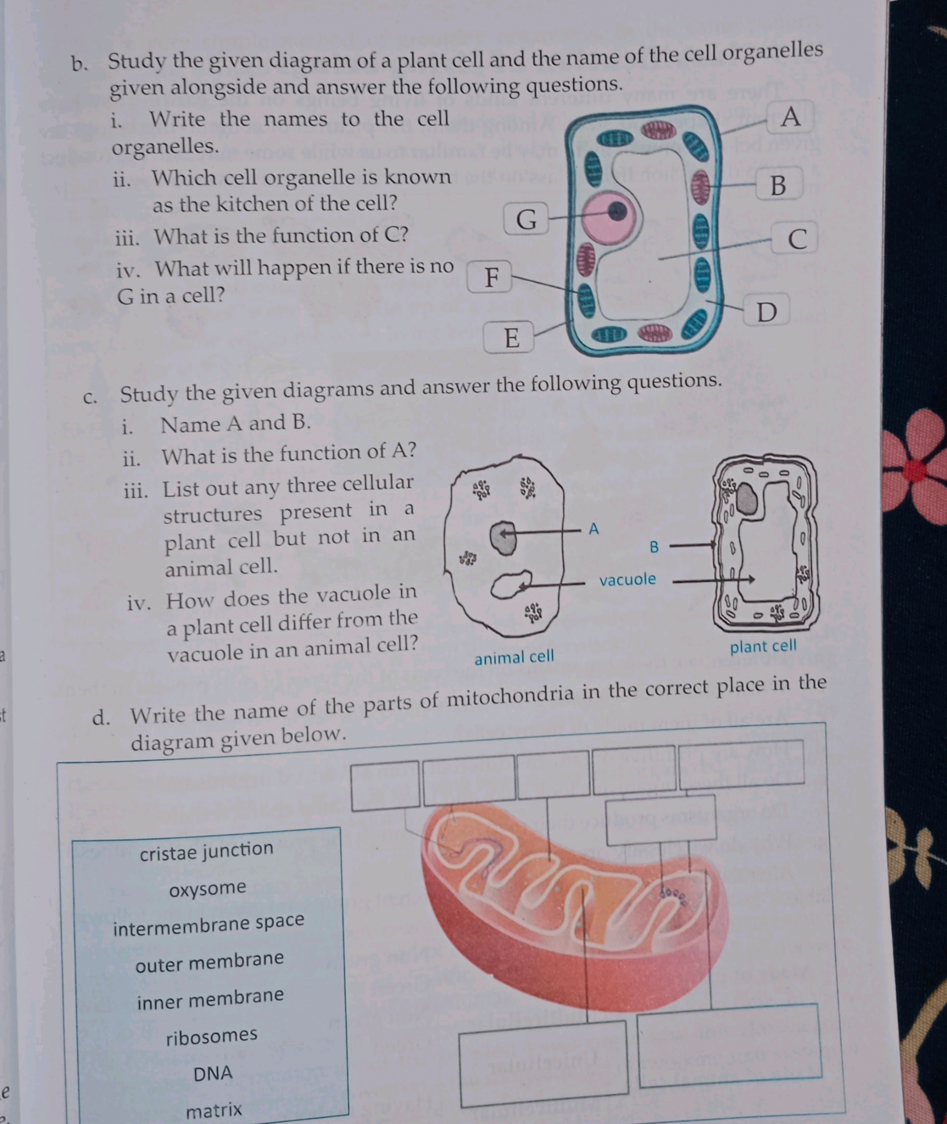 b. Study the given diagram of a plant cell and the name of the cell or