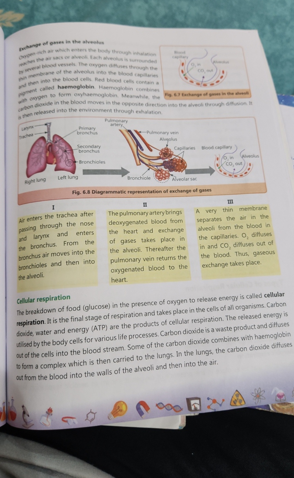 Exchange of gases in the alveolus
oxygen-rich air which enters the bod