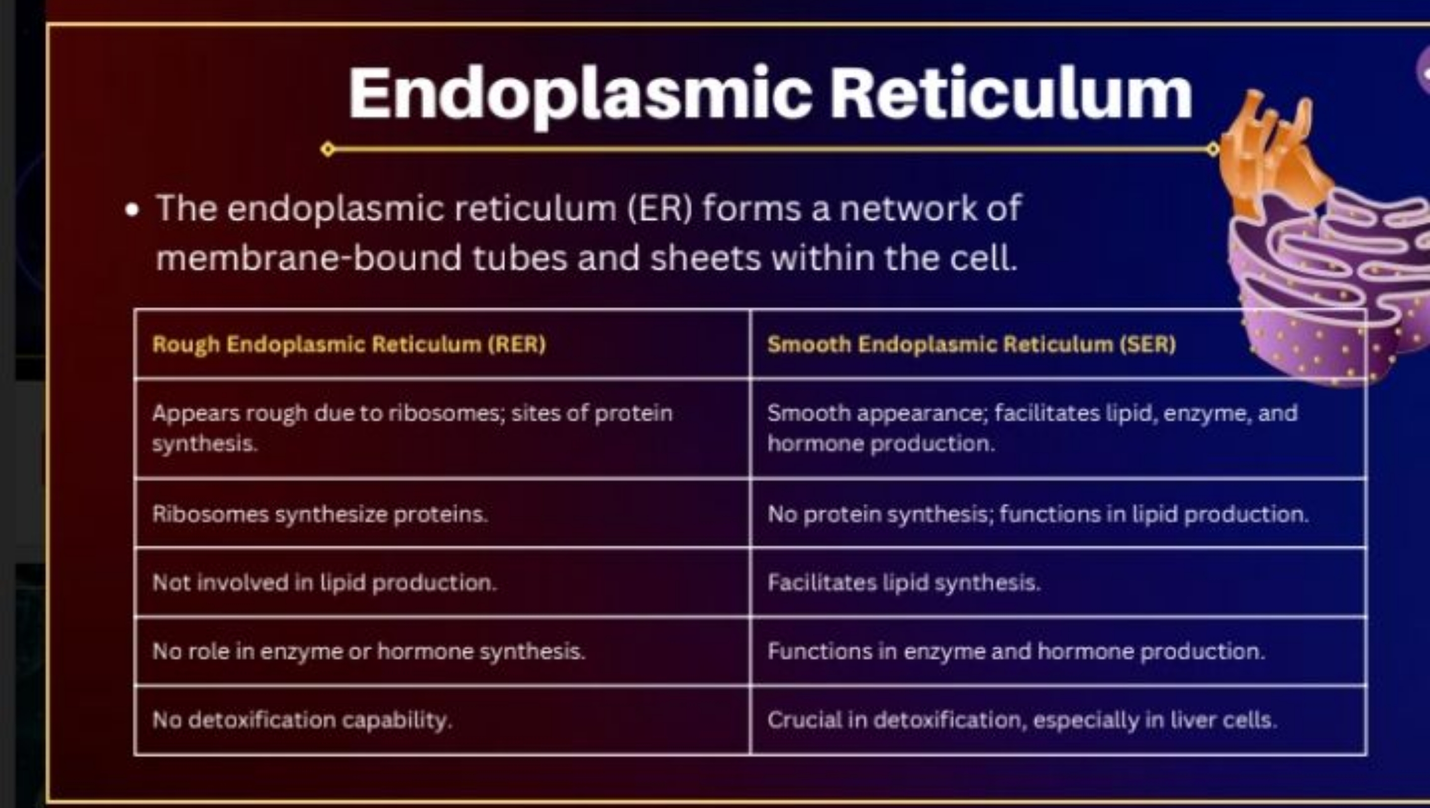 Endoplasmic Reticulum
- The endoplasmic reticulum (ER) forms a network