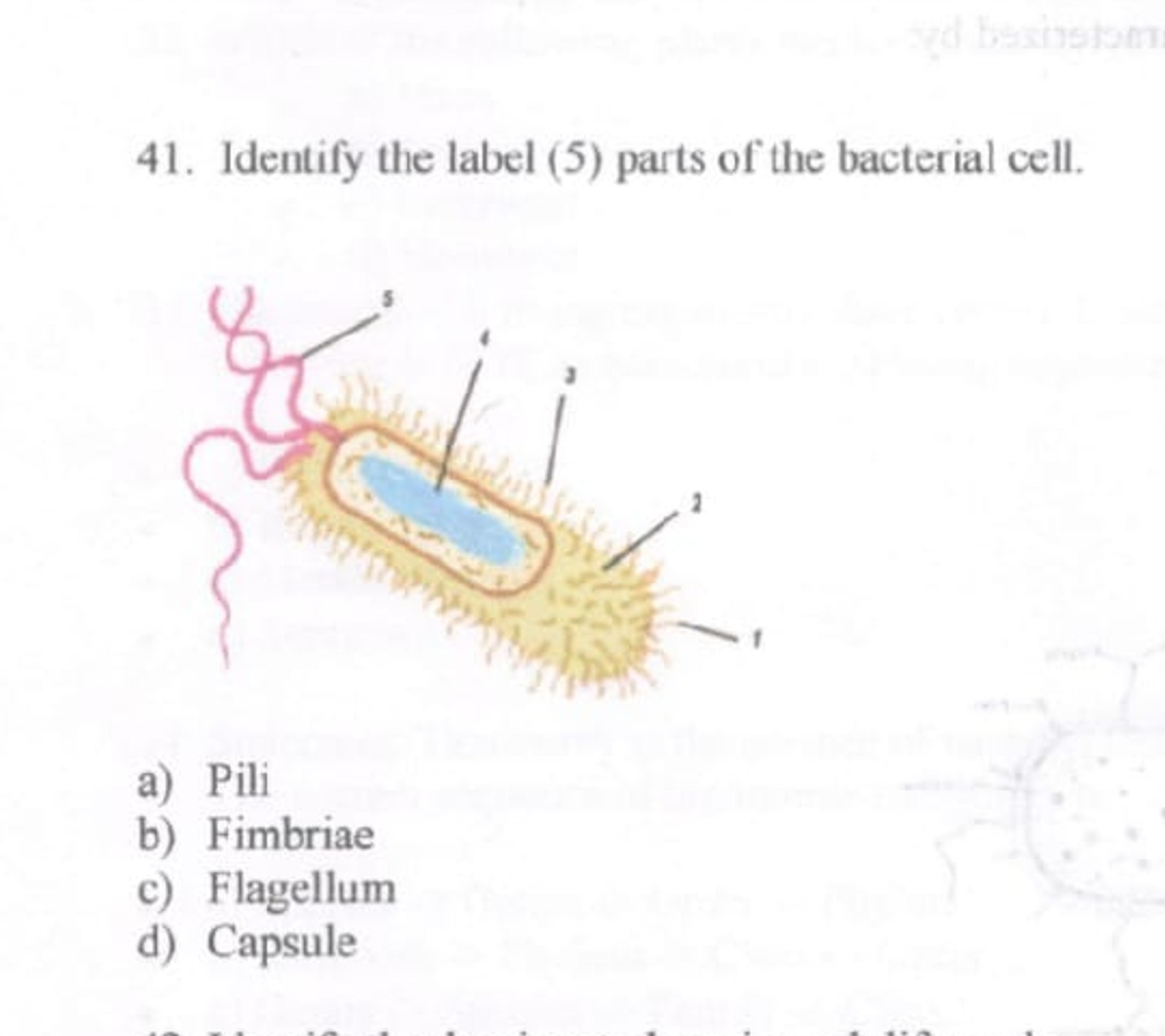 41. Identify the label (5) parts of the bacterial cell.
a) Pili
b) Fim