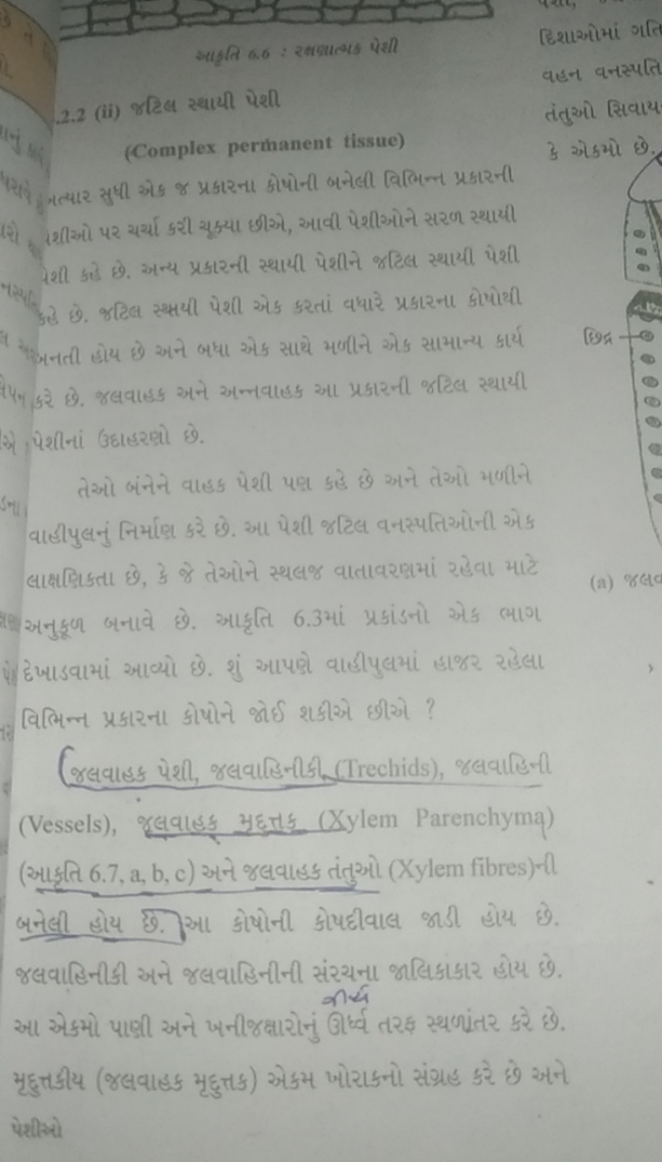 
.2 .2 (ii) rटिस स्थाधी पेरी
(Complex permanent tissue) (શ) જીશીओ પર ય