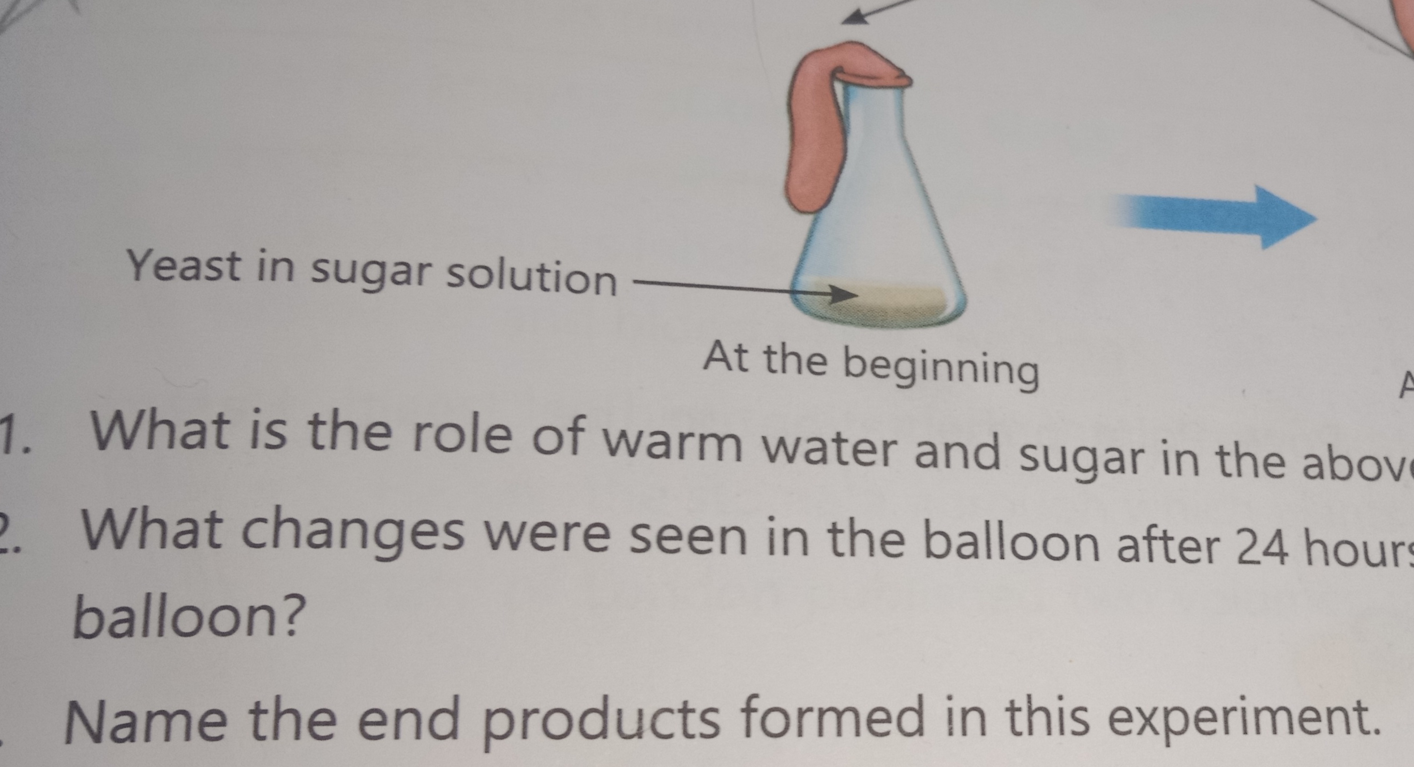 Yeast in sugar solution
At the beginning
1. What is the role of warm w