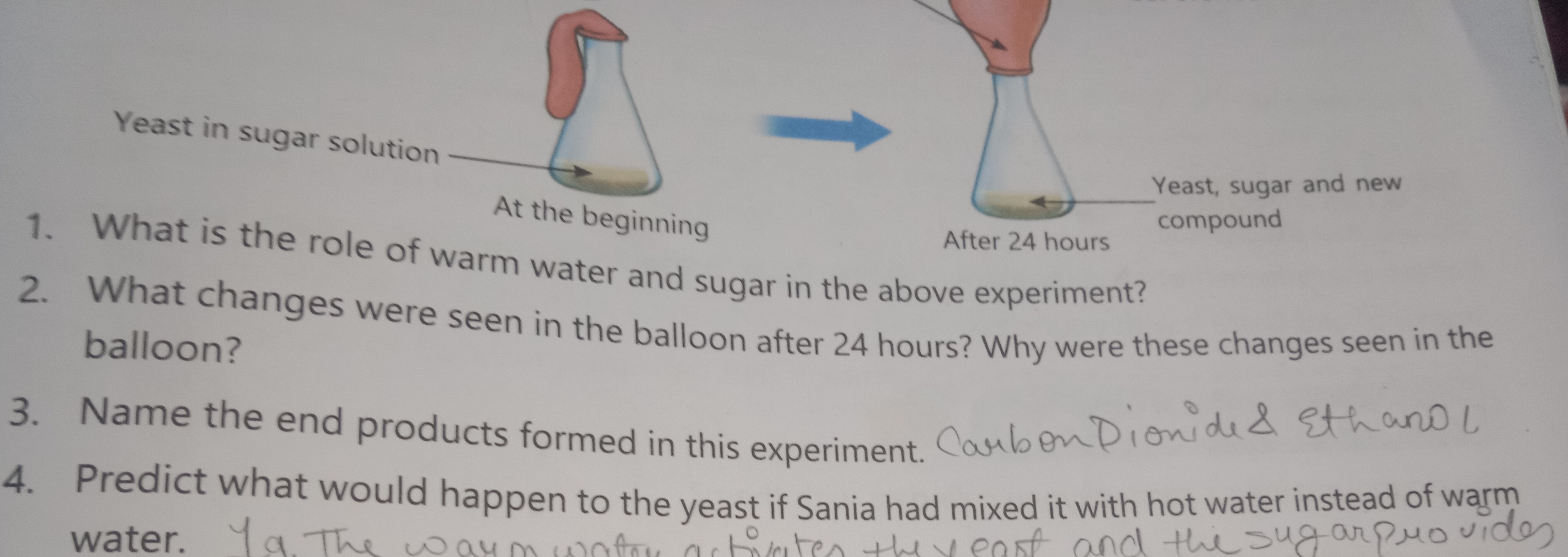 Yeast in sugar solution
At the beginning
1. What is the role of warm w