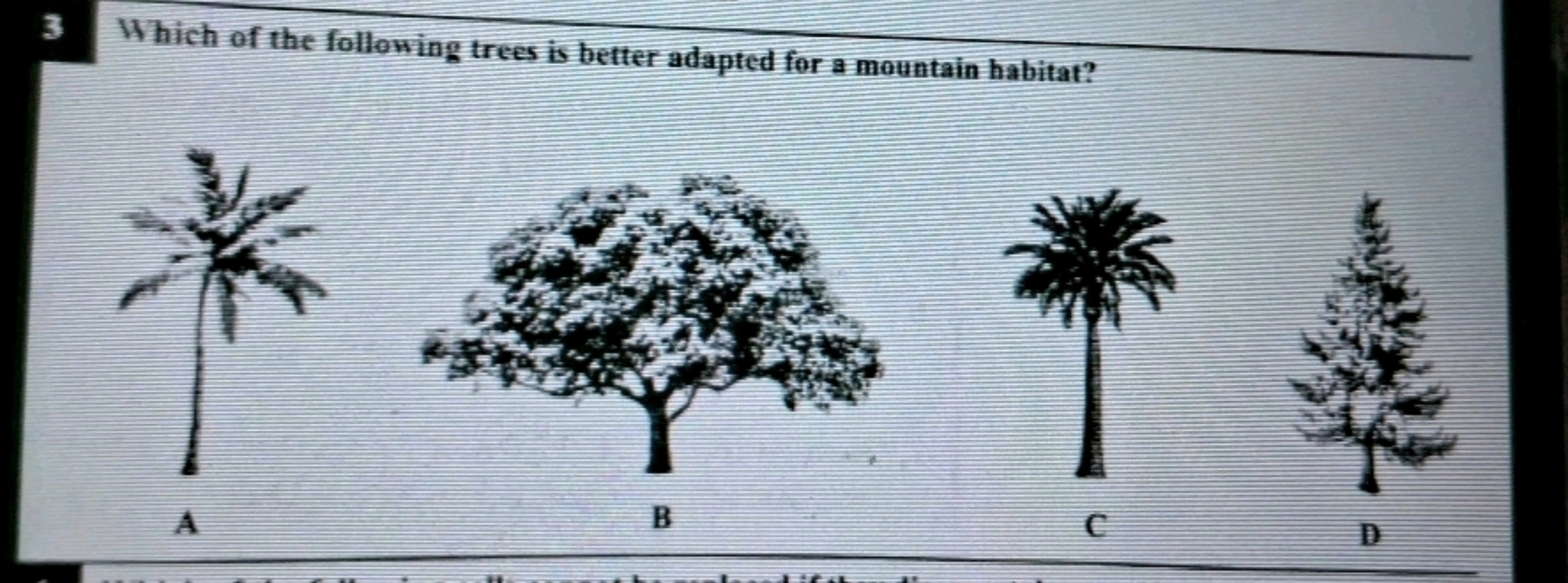 3 Which of the following trees is better adapted for a mountain habita