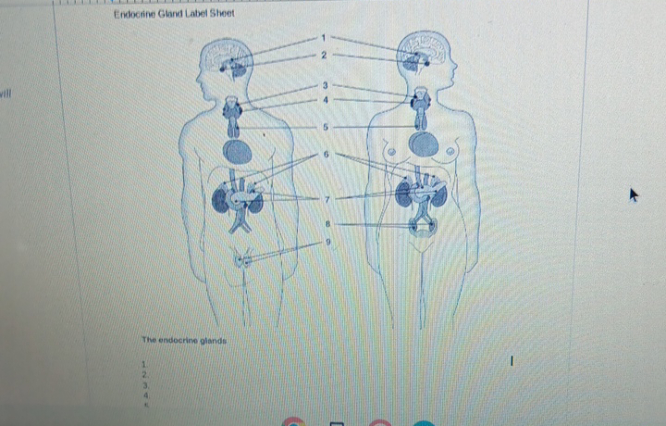 Endocine Gland Label Sheet

The endocrine glands
1.
2.
3.
4.