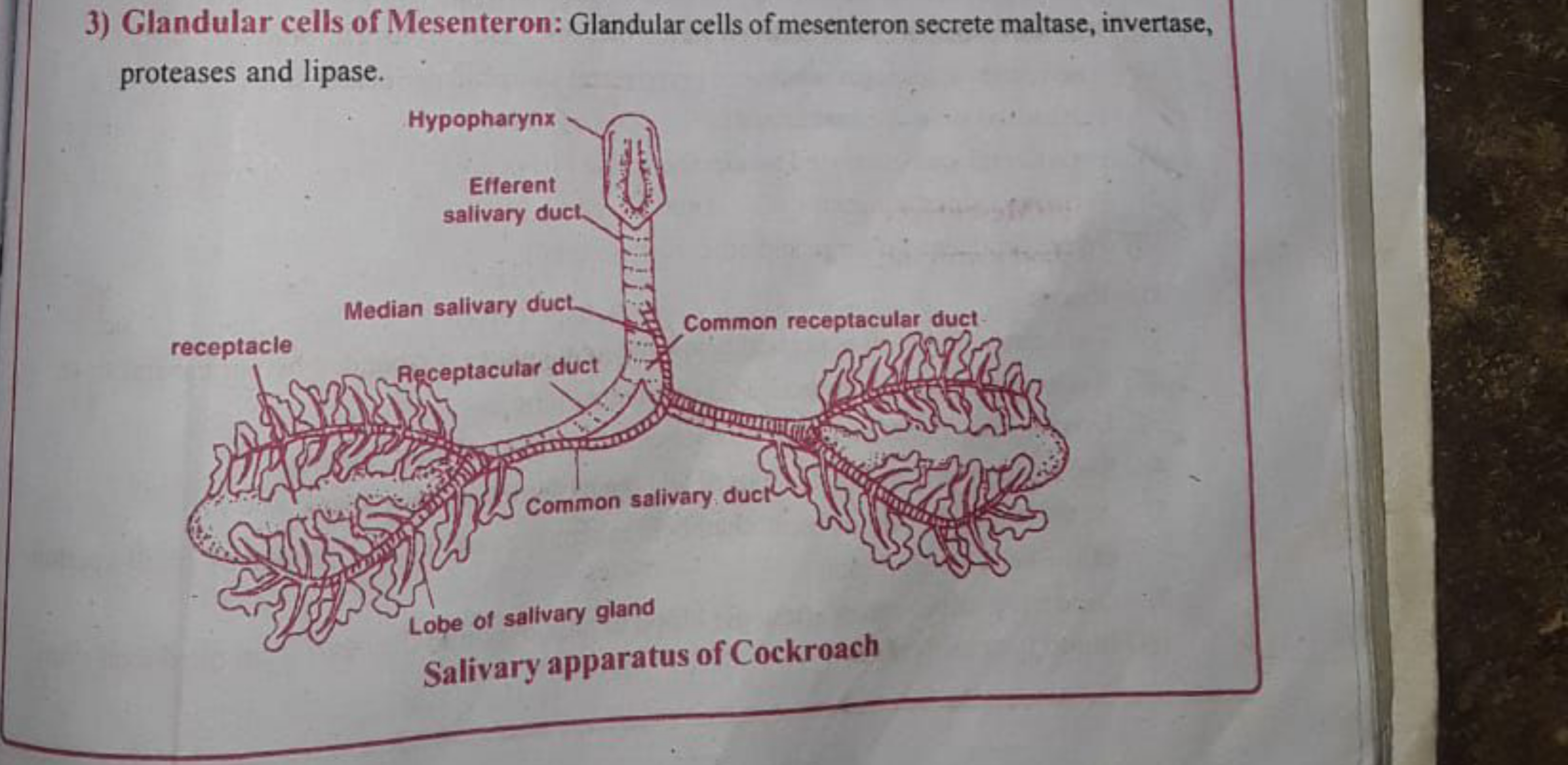 3) Glandular cells of Mesenteron: Glandular cells of mesenteron secret