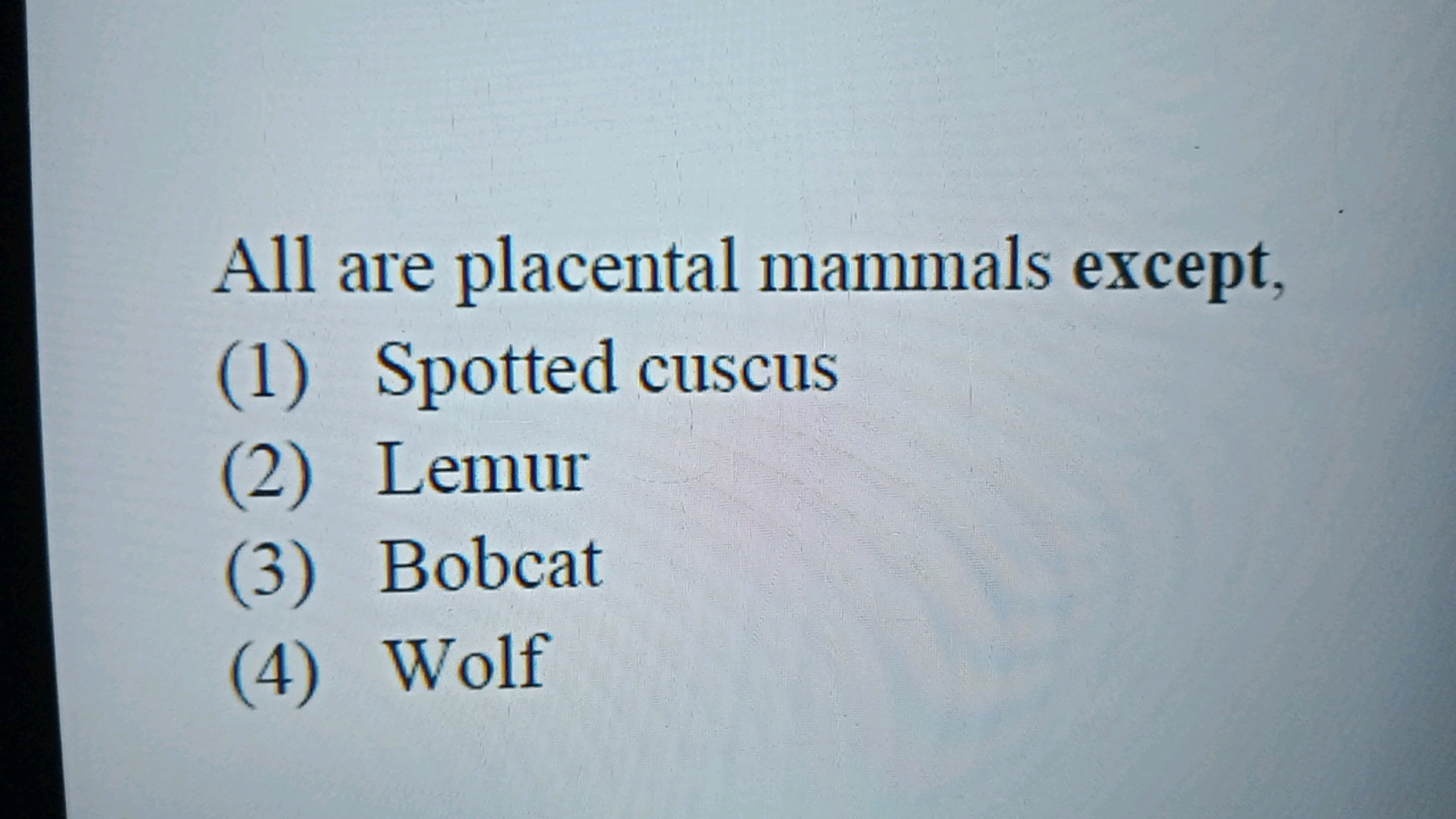 All are placental mammals except,
(1) Spotted cuscus
(2) Lemur
(3) Bob