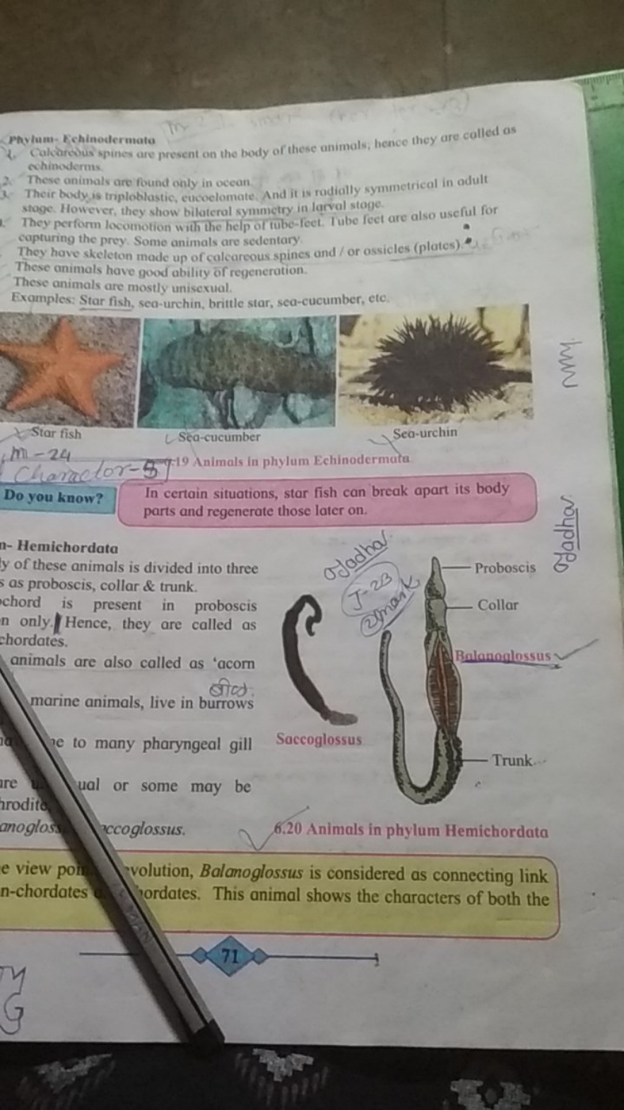 Phylum- Echinodermata
2. Cakareous spines are present on the body of t