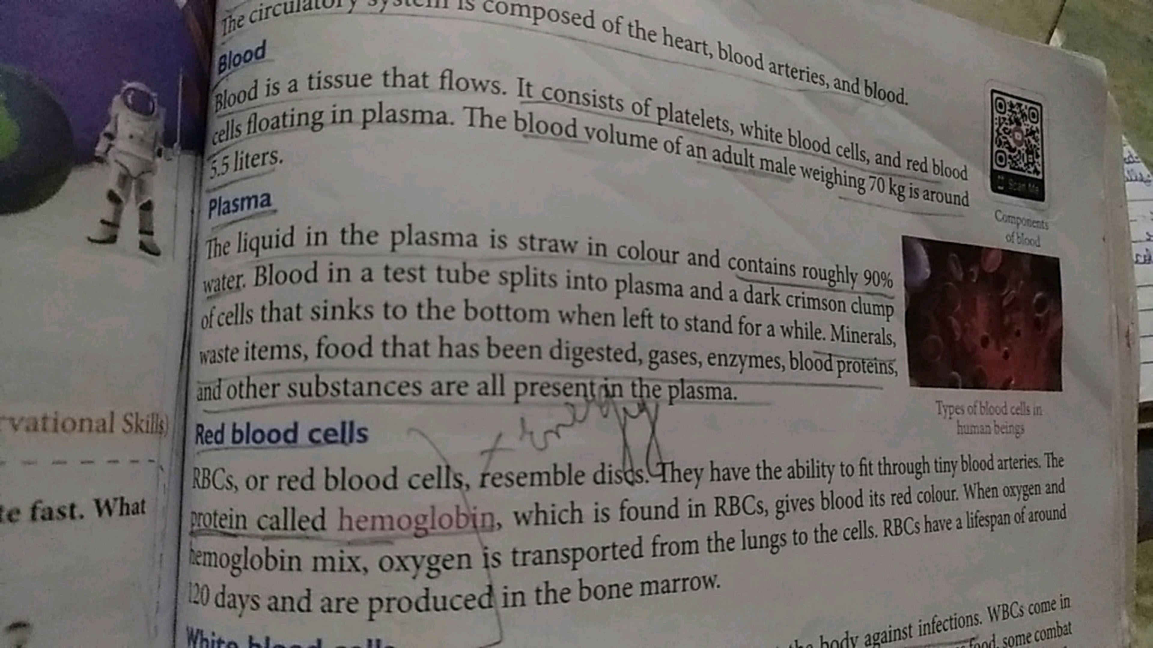 B100d
composed of the heart, blood arteries, and blood.
blood is a tis