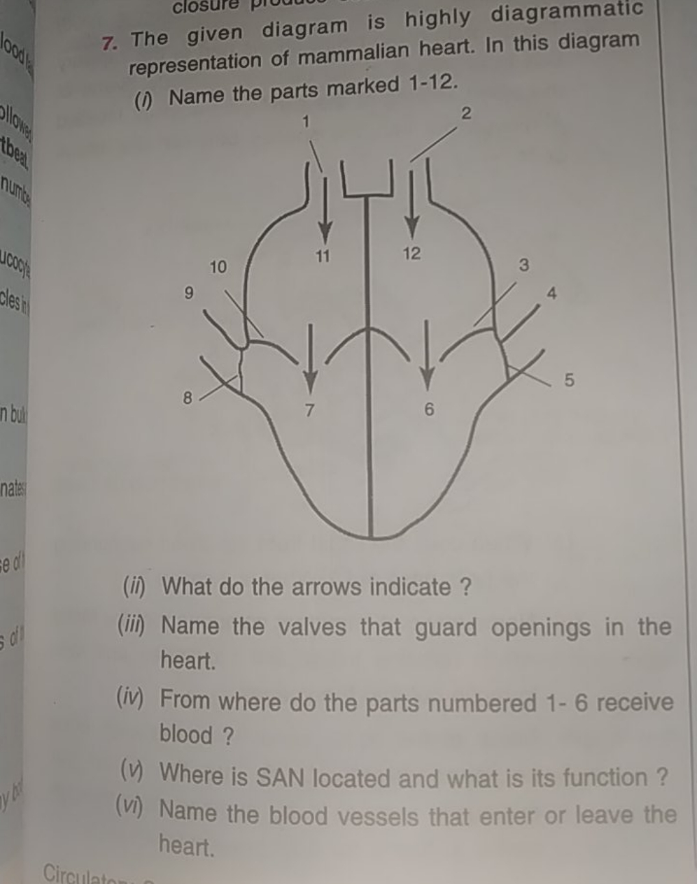 7. The given diagram is highly diagrammatic representation of mammalia