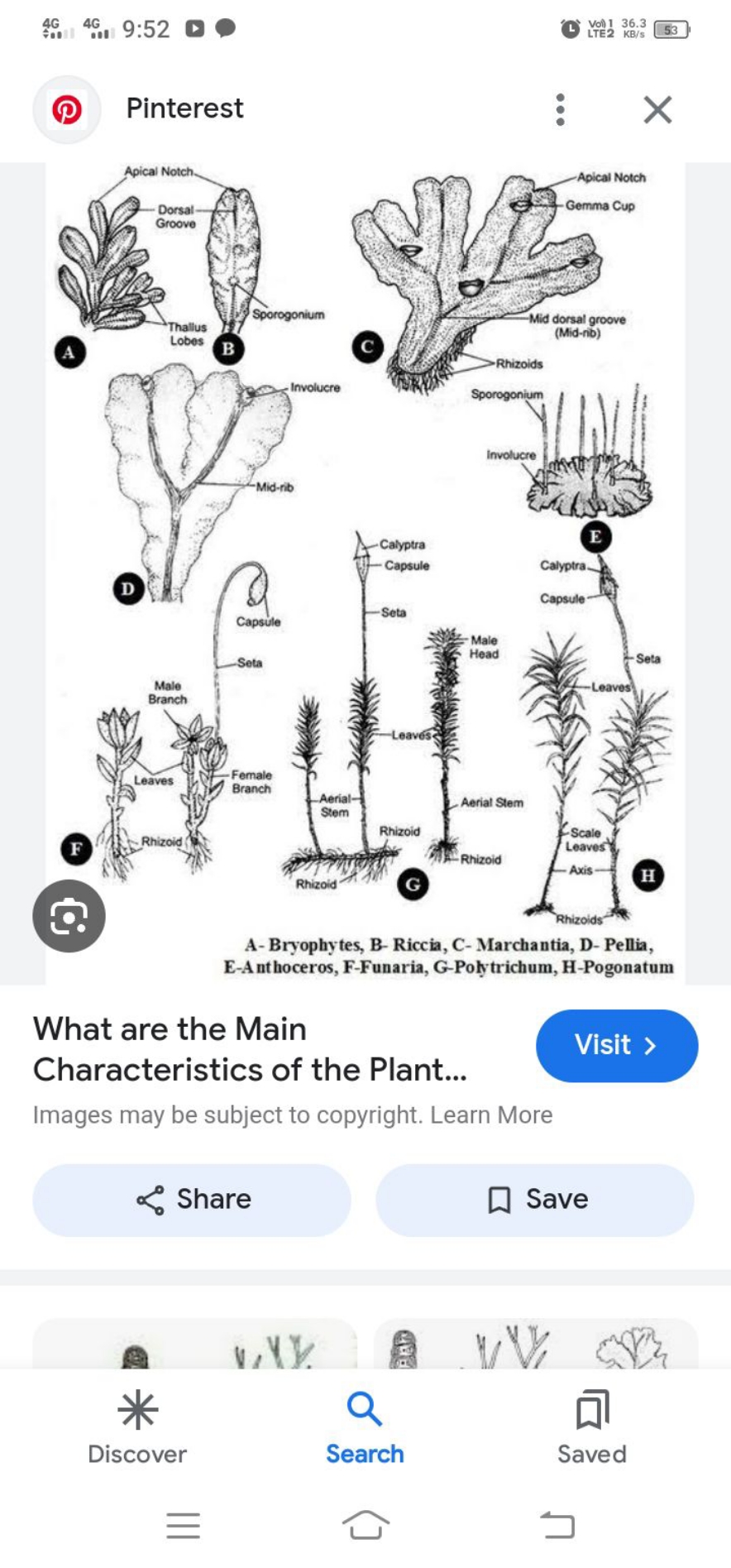 
53

ค Pinterest

What are the Main
Characteristics of the Plant...
Wh