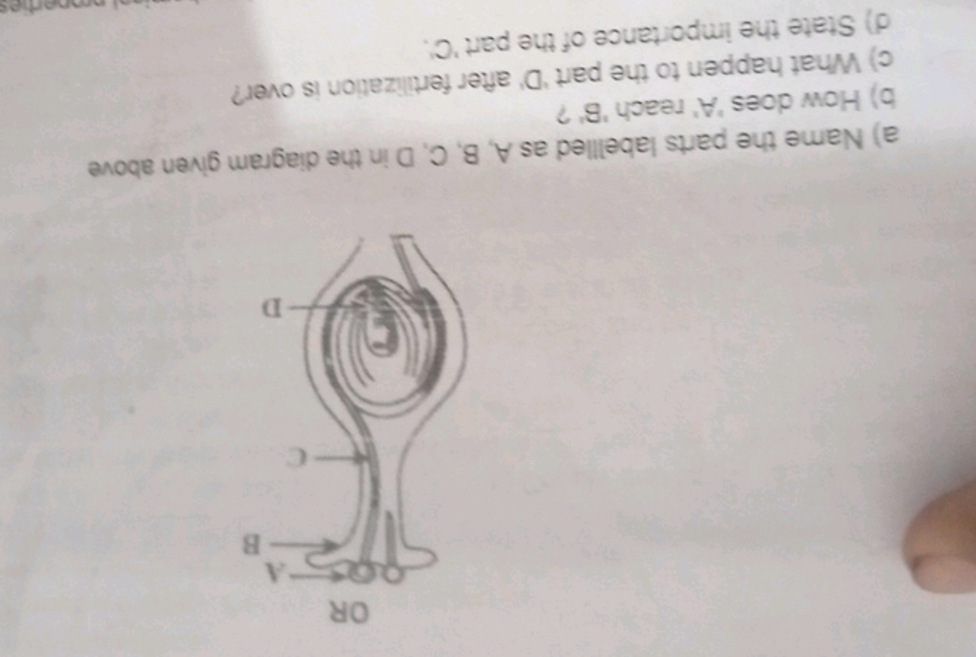 a) Name the parts labelled as A, B, C, D in the diagram given above
b)