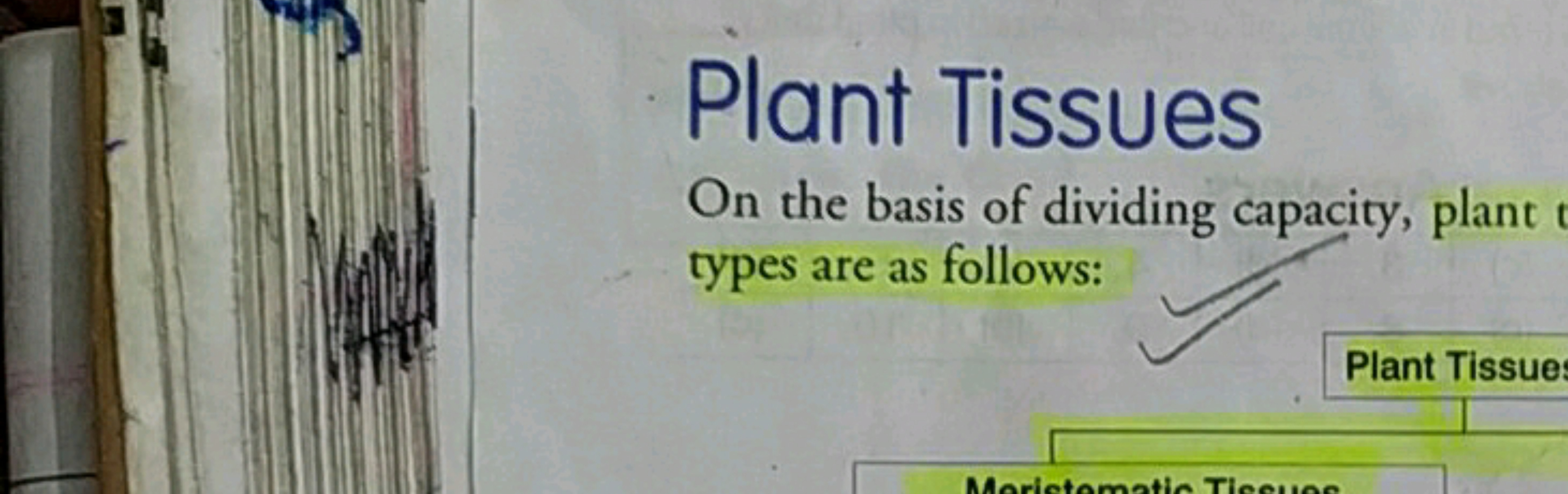 Plant Tissues
On the basis of dividing capacity, plant t
types are as 