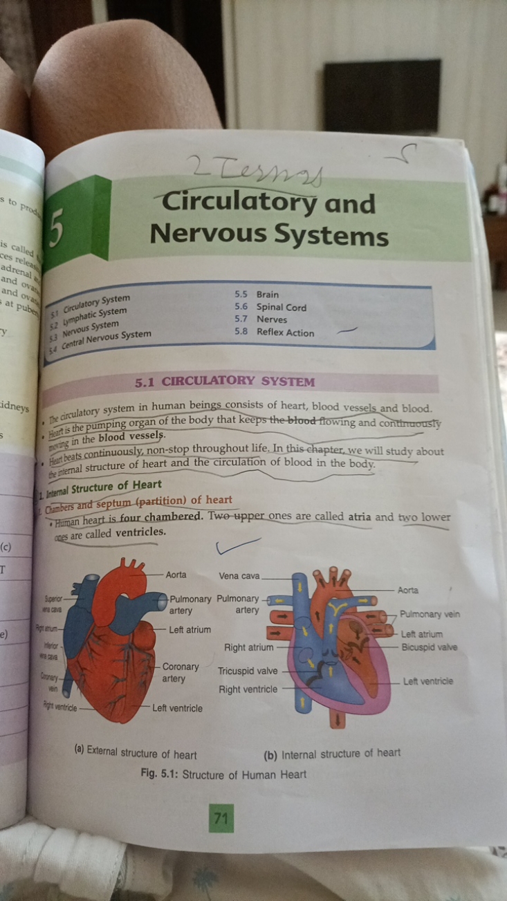 Circulatory and Nervous Systems
5.1 CIRCULATORY SYSTEM
- Dex dirculato