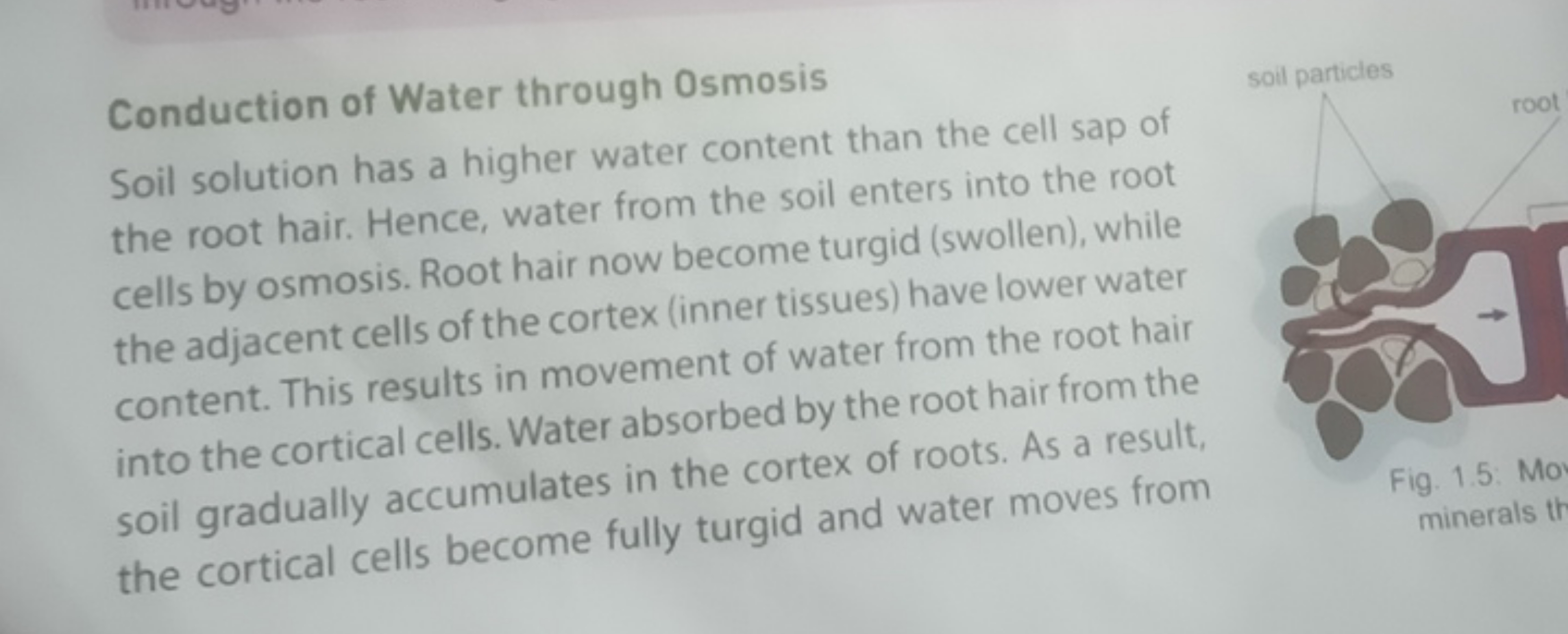 Conduction of Water through Osmosis
Soil solution has a higher water c