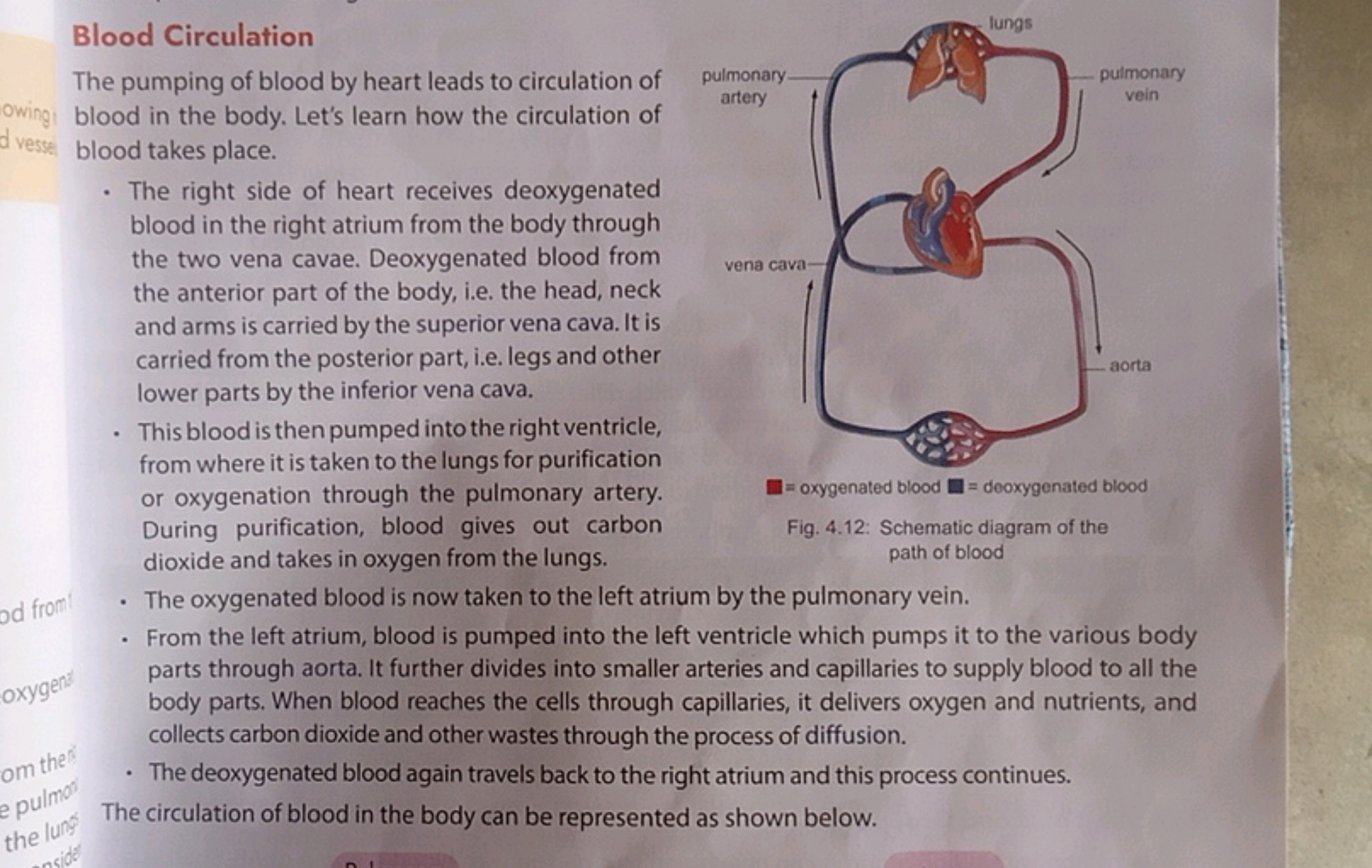 Blood Circulation
The pumping of blood by heart leads to circulation o