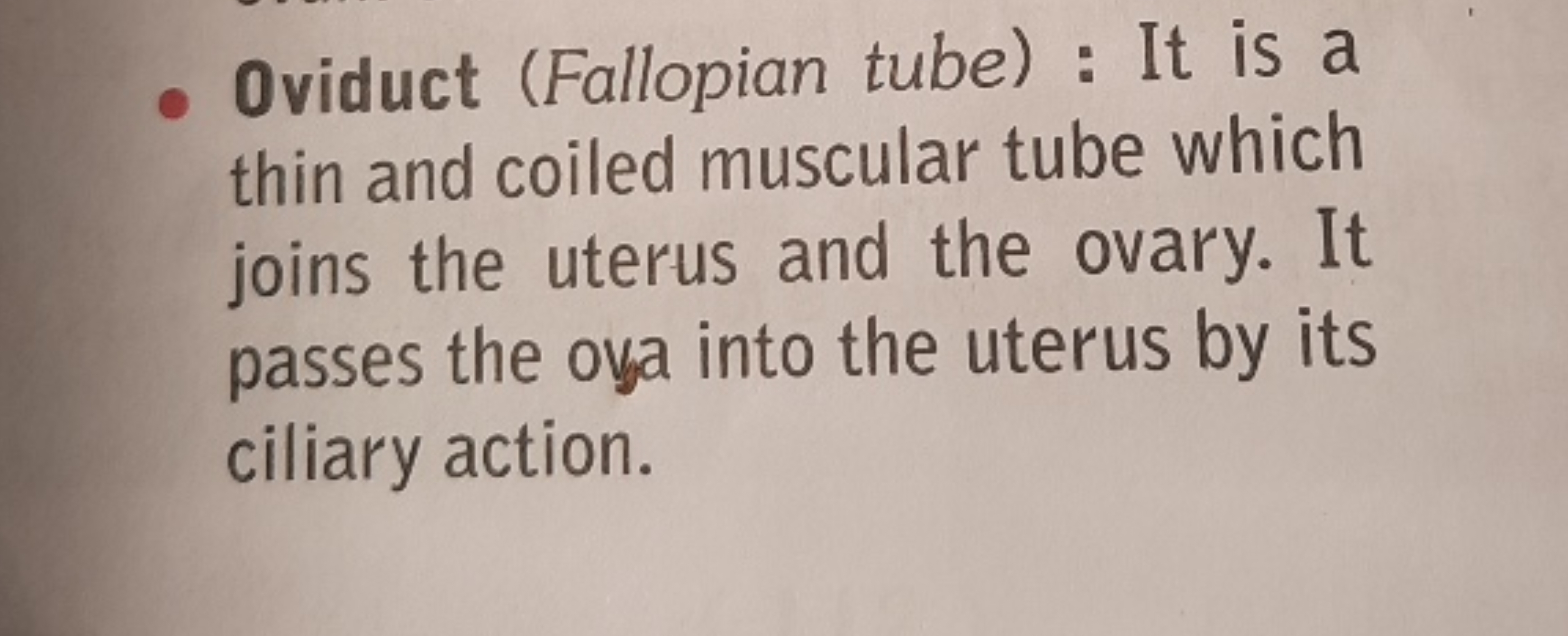 - Oviduct (Fallopian tube) : It is a thin and coiled muscular tube whi