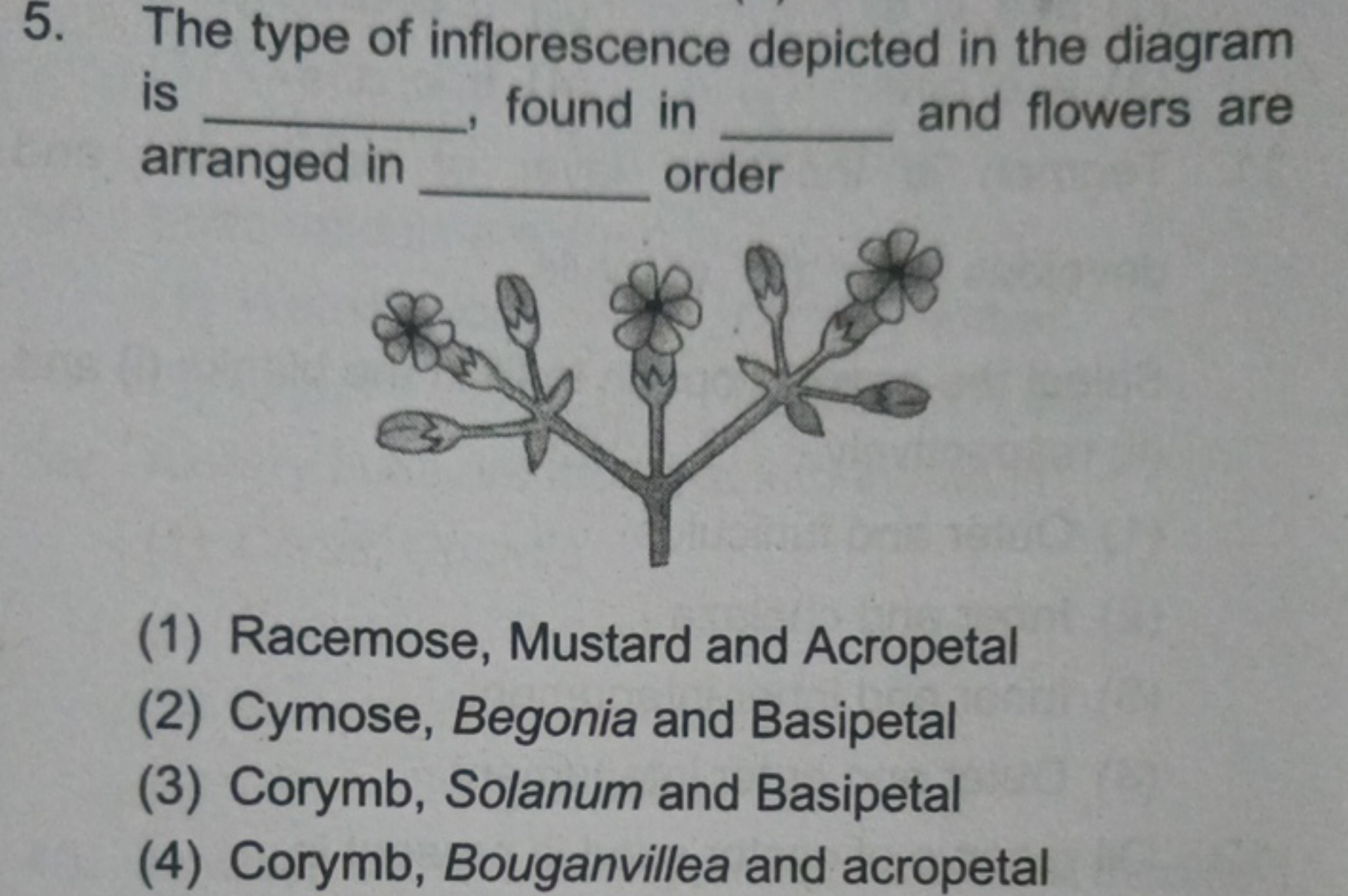 5. The type of inflorescence depicted in the diagram is  , found in  a