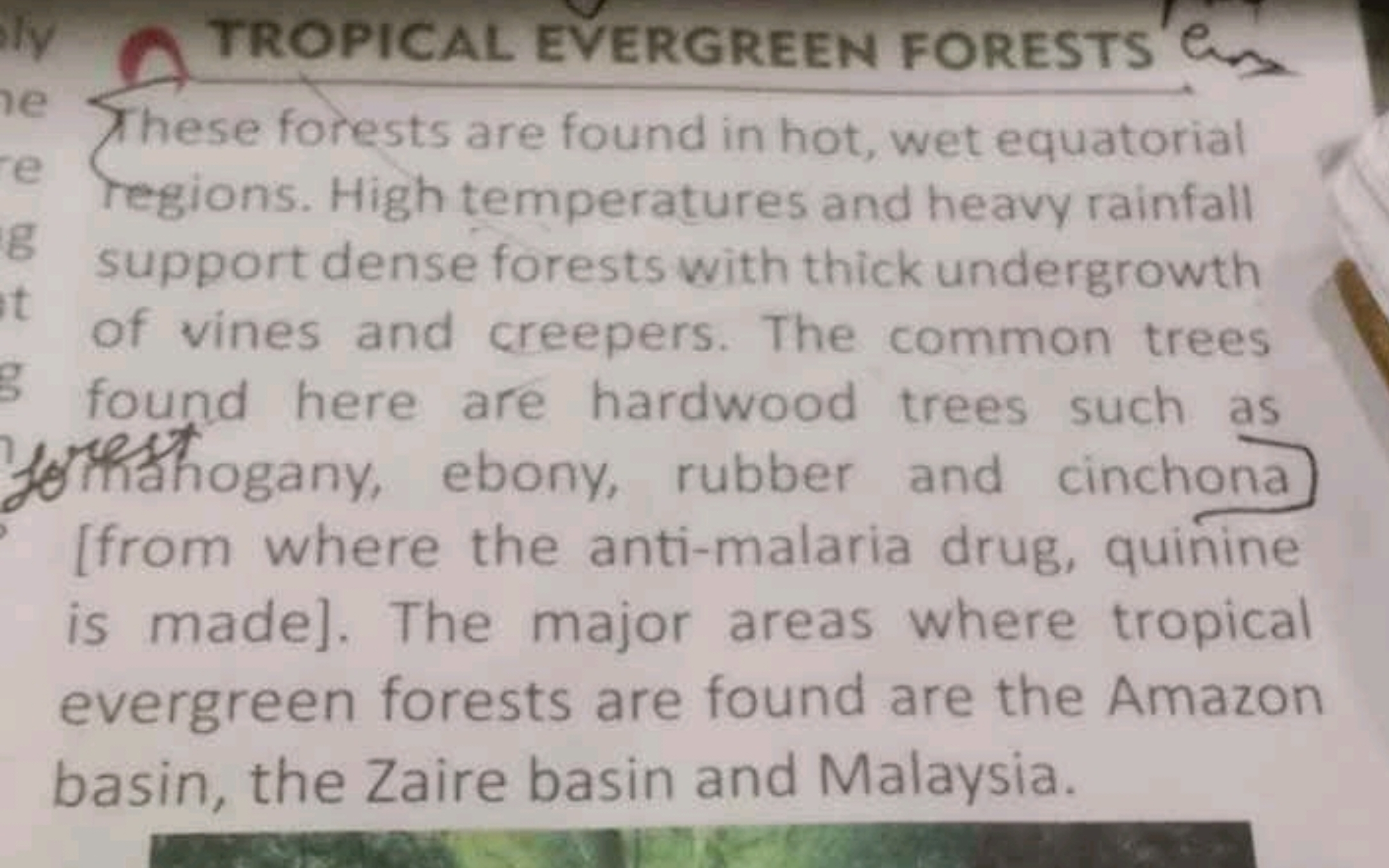 TROPICAL EVERGREEN FORESTS
Chese forests are found in hot, wet equator