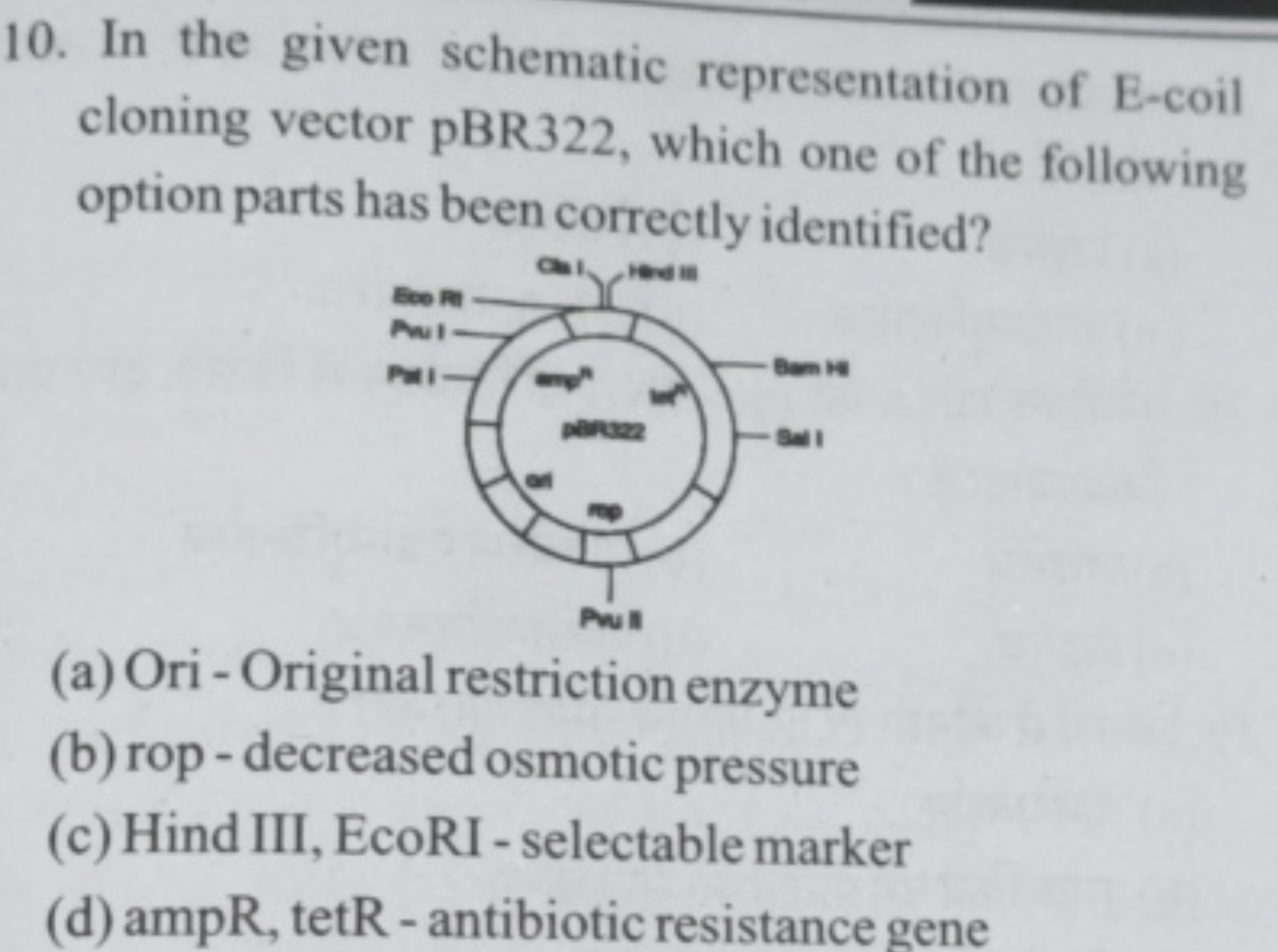 10. In the given schematic representation of E-coil cloning vector pBR