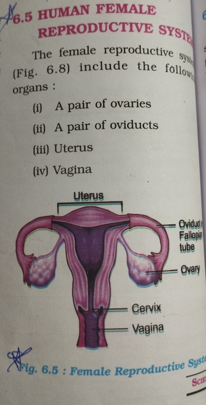 6.5 HUMAN FEMALE REPRODUCTIVE SYSTD
The female reproductive syses (Fig