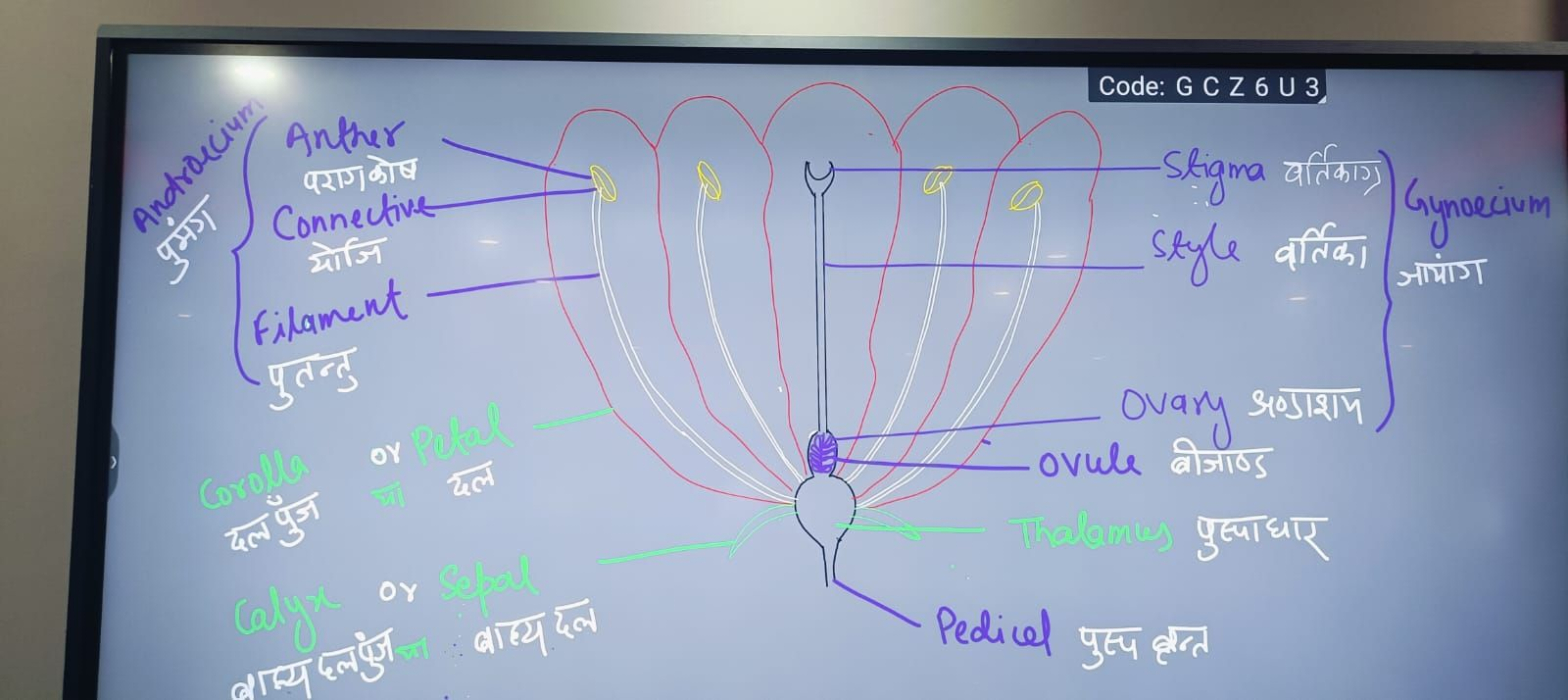 Gynoecium
HIST
Androecium
Anther
9215/4
Connective
Eiπfot
Filament
yar