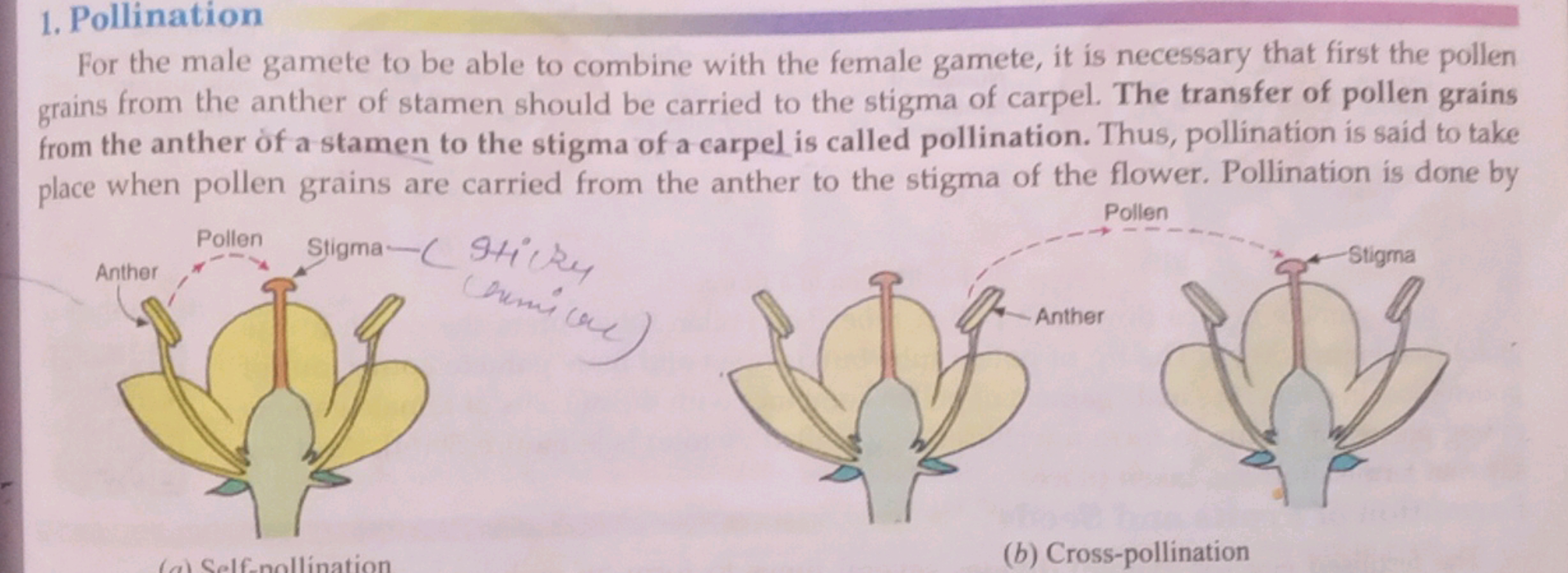 1. Pollination

For the male gamete to be able to combine with the fem