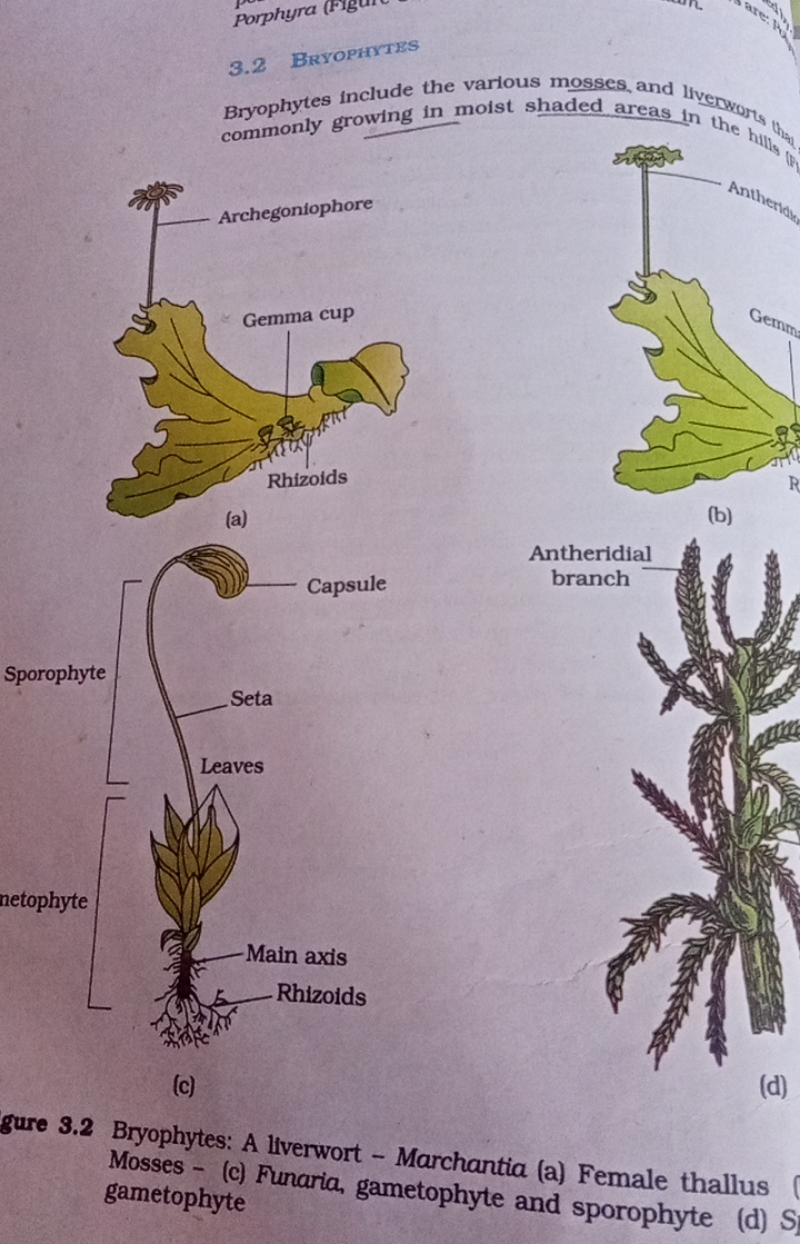 3.2 BrYOPHTTES Bryophytes include the various mosses, and liverovery c