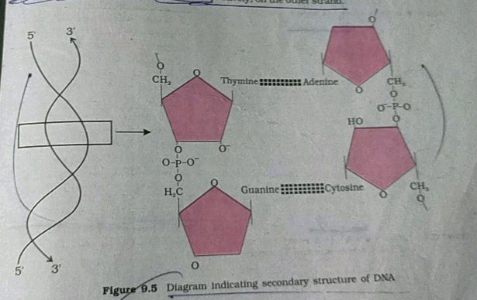 Figure 9.5 Diagram indicating secondary structure of DNA
