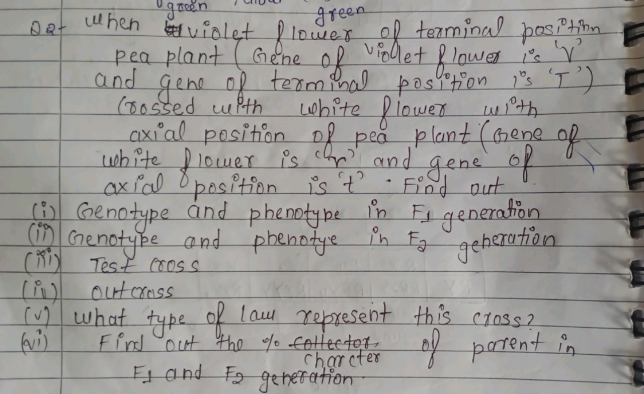 Q2- When violet flower of terminal position pea plant (Gene of violet 