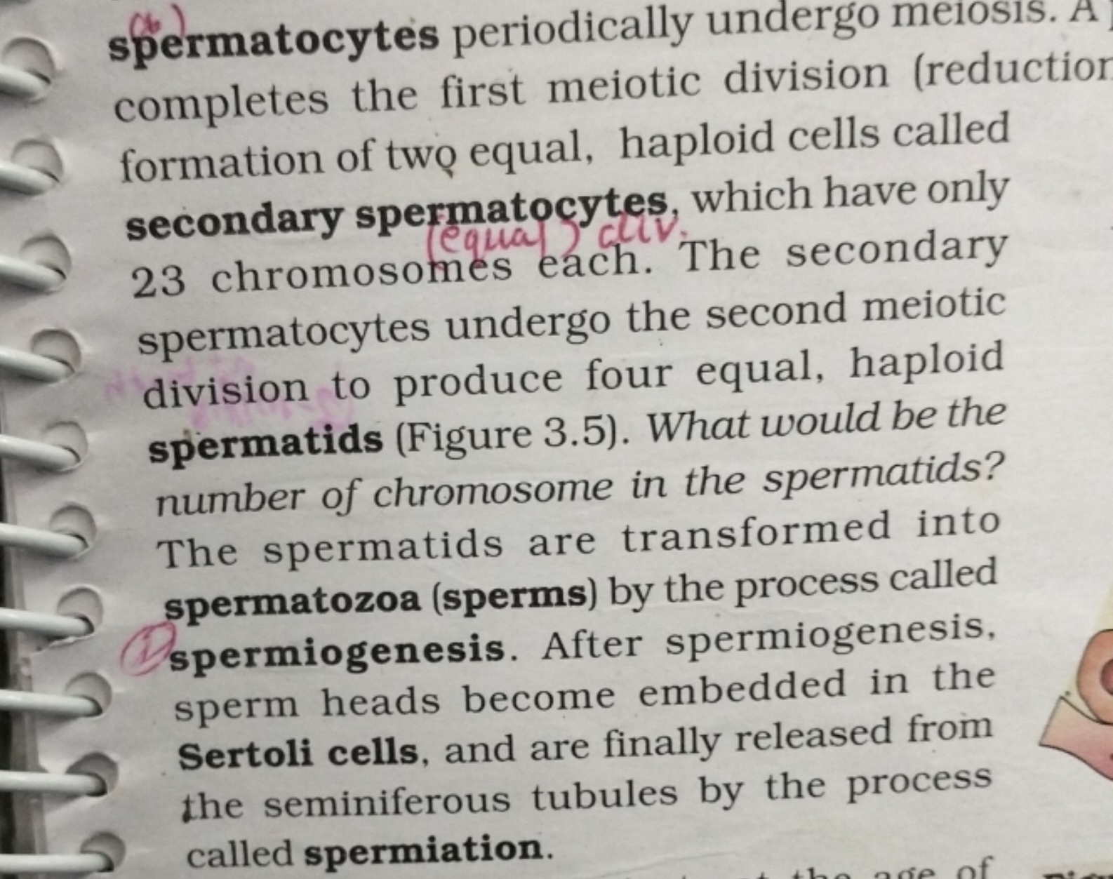 spermatocytes periodically undergo meiosis. A completes the first meio