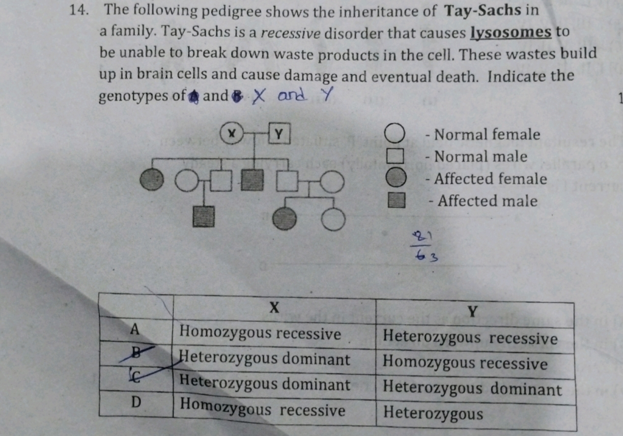 14. The following pedigree shows the inheritance of Tay-Sachs in a fam