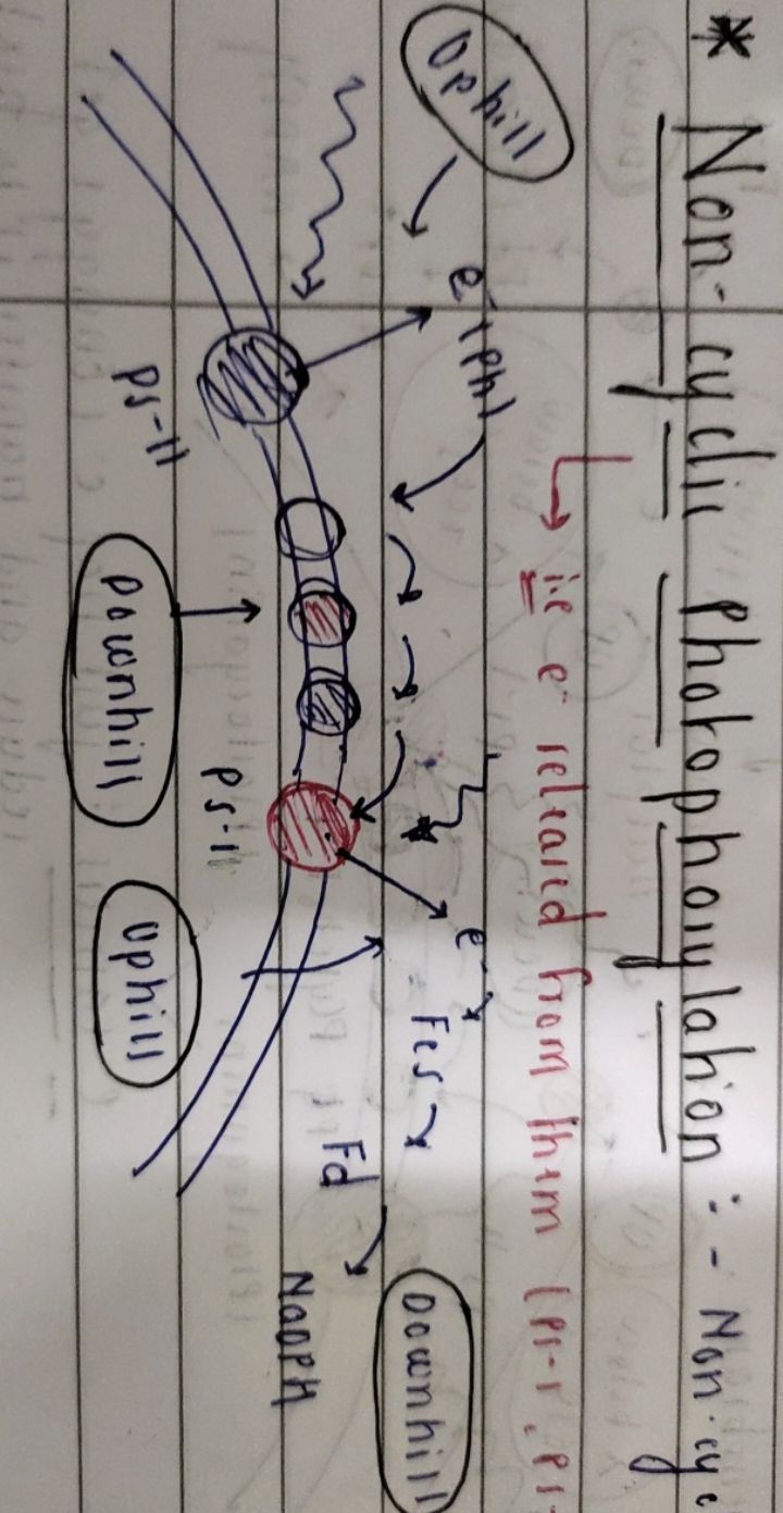 * Non-cyclir Photophorylation: - Non rye
