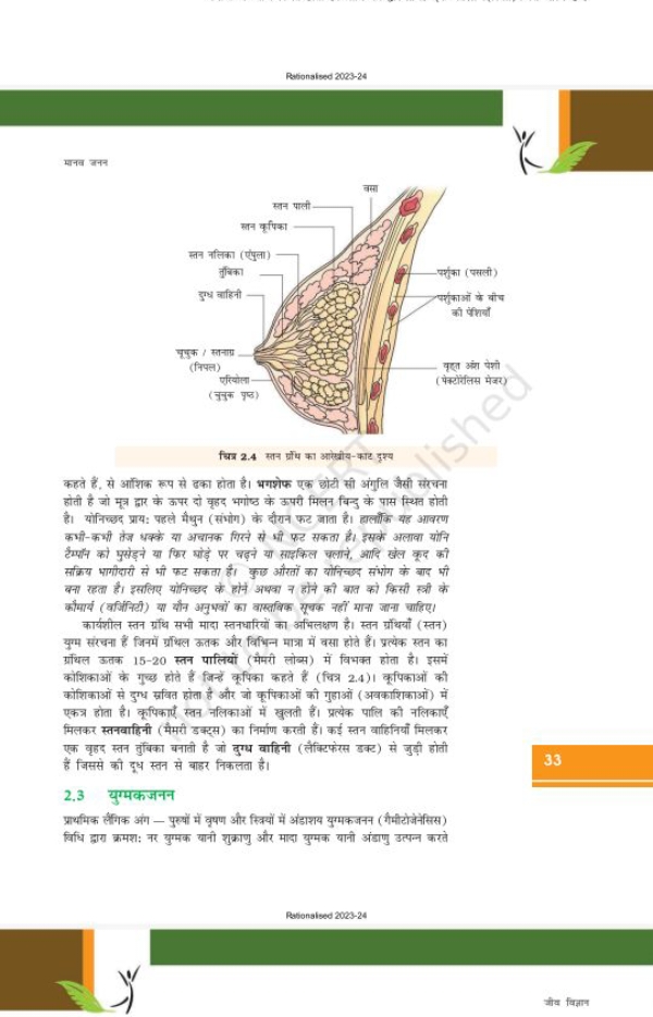 Rationatised 2023-24
मानव उनन
बित्र 2.4 सान प्रोंथ का आरेखौय-काट दृश्य