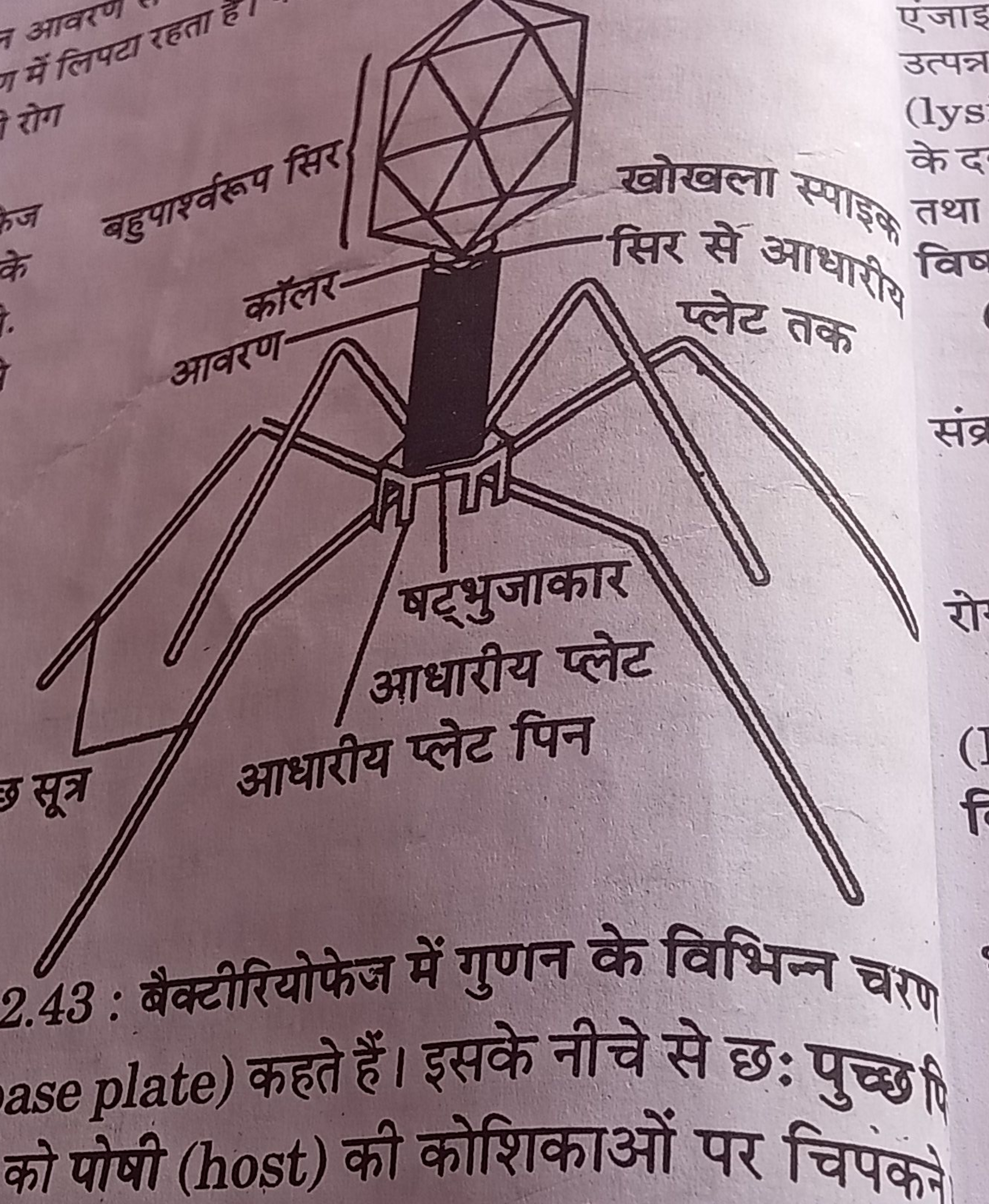 2.43: बैक्टीरियोफेज में गुणन के विभिन्न चराग ase plate) कहते हैं। इसके