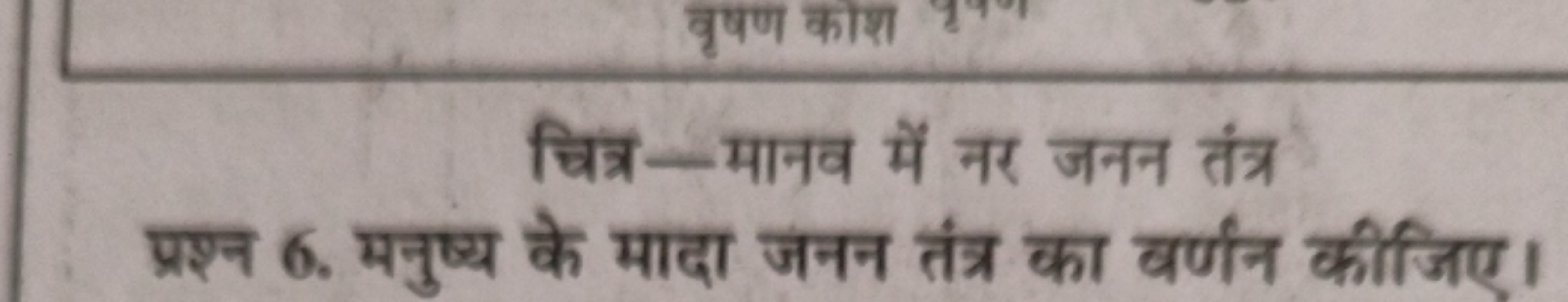 चित्र-मानव में नर जनन तंत्र प्रश्न 6. मनुष्य के मादा जनन तंत्र का वर्ण