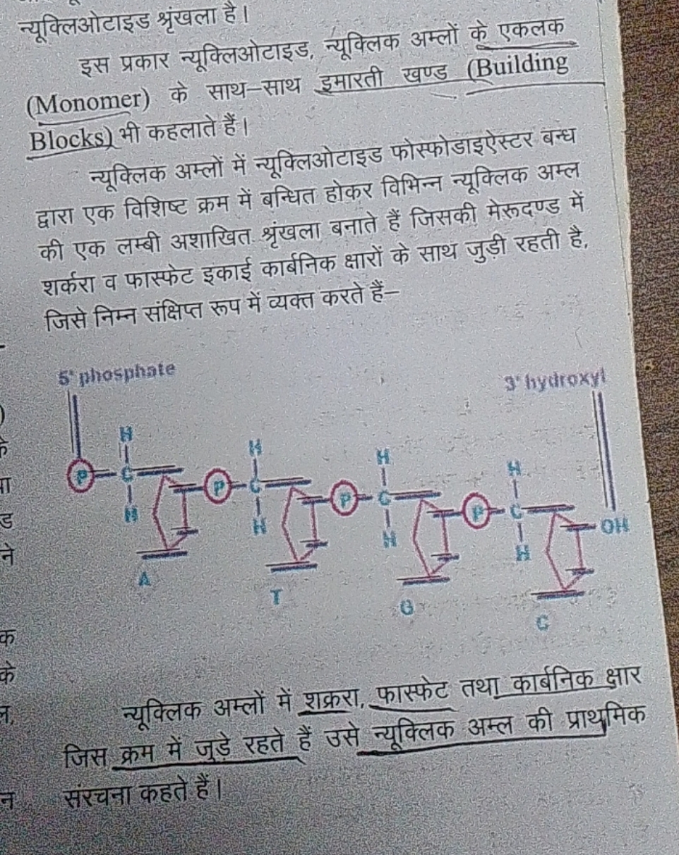 न्यूक्लिओटाइड श्रृंखला है।
इस प्रकार न्यूक्लिओटाइड, न्यूक्लिक अम्लों क