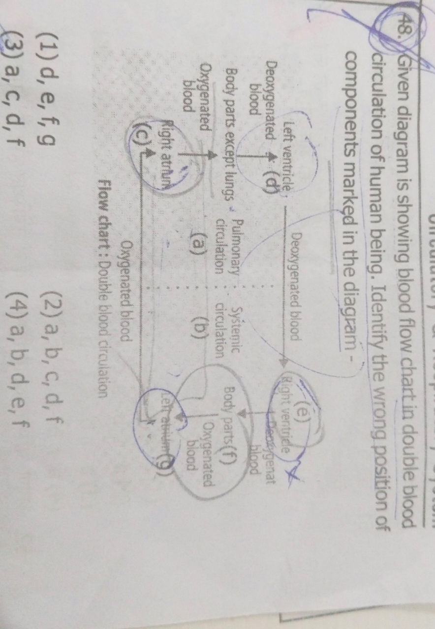 Given diagram is showing blood flow chart in double blood circulation 