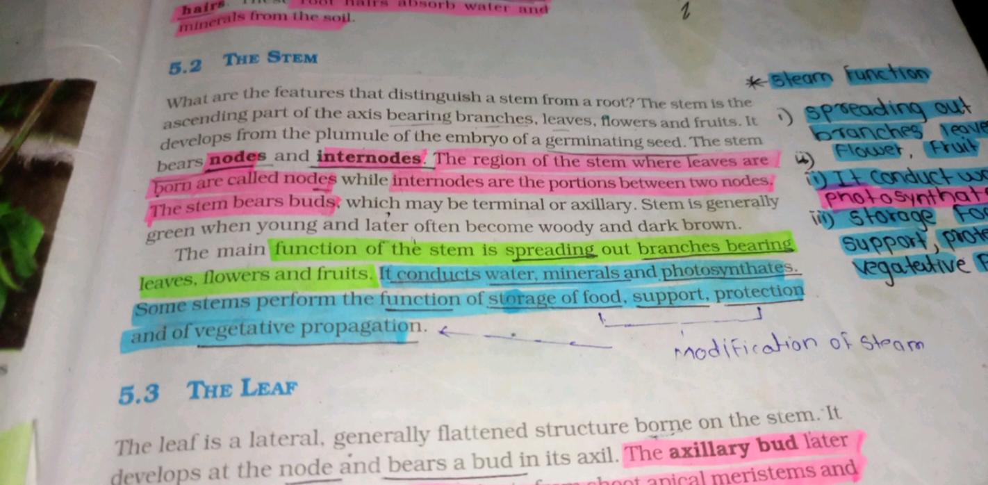 What are the features that distinguish a stem from a root? The stem is