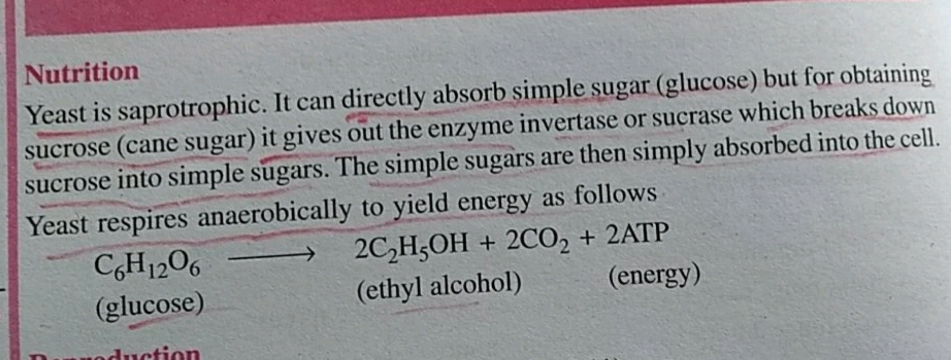 Yeast is saprotrophic. It can directly absorb simple sugar (glucose) b