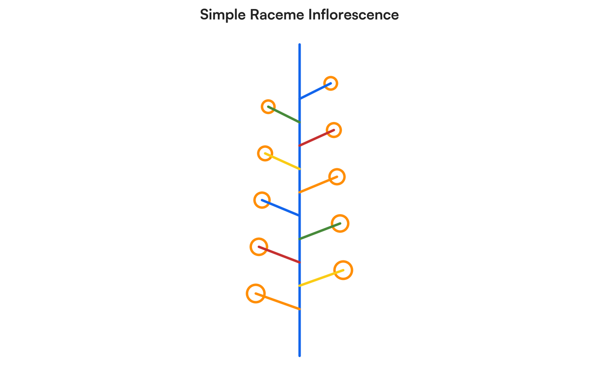 Q12. What is inflorescence? Elucidate different types of Racemose inflore..