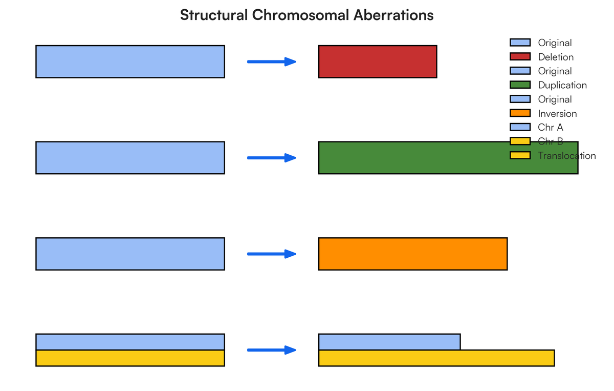 Variation of chromosome number and structure diagram | Filo