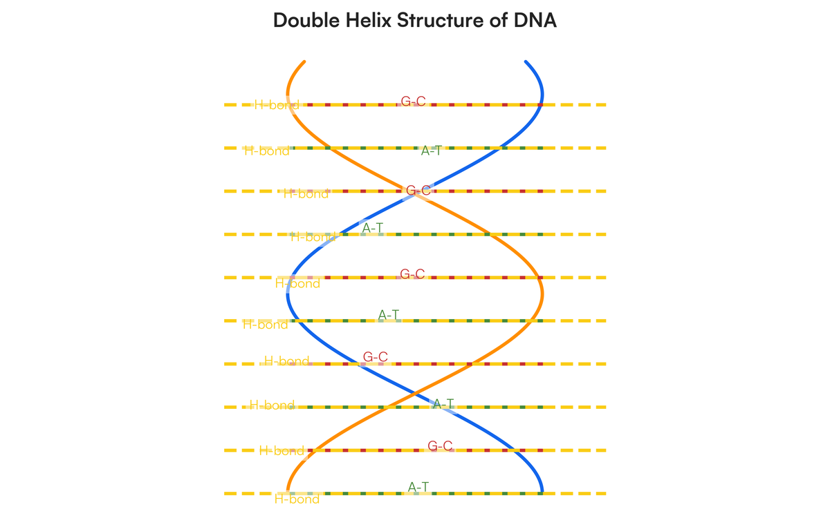 Watson और Crick &र पतत DNA Double Helix Model का वणन कीिजेए (िचज सिहत)।..