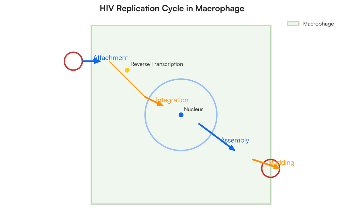 5-marks a. Schematically represent the replication of HIV in macrophage.