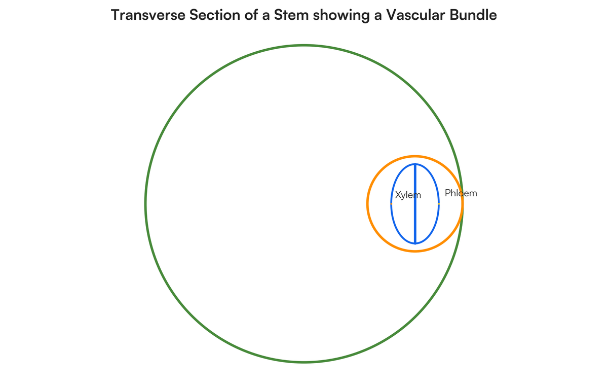 Vascular Shape Draw a circle to identify a va scular bundle | Filo