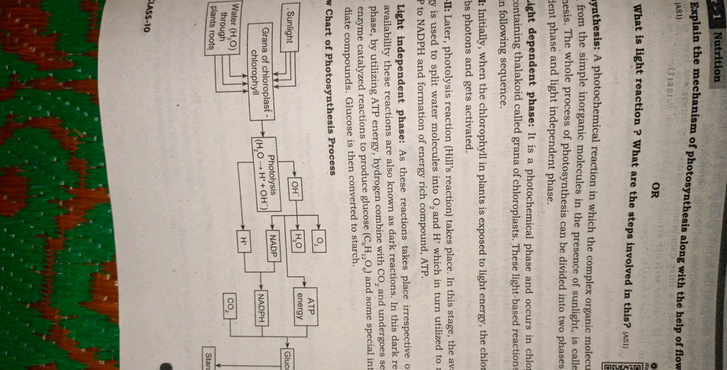 −1
Nutrition
Explain the mechanism of photosynthesis along with the he