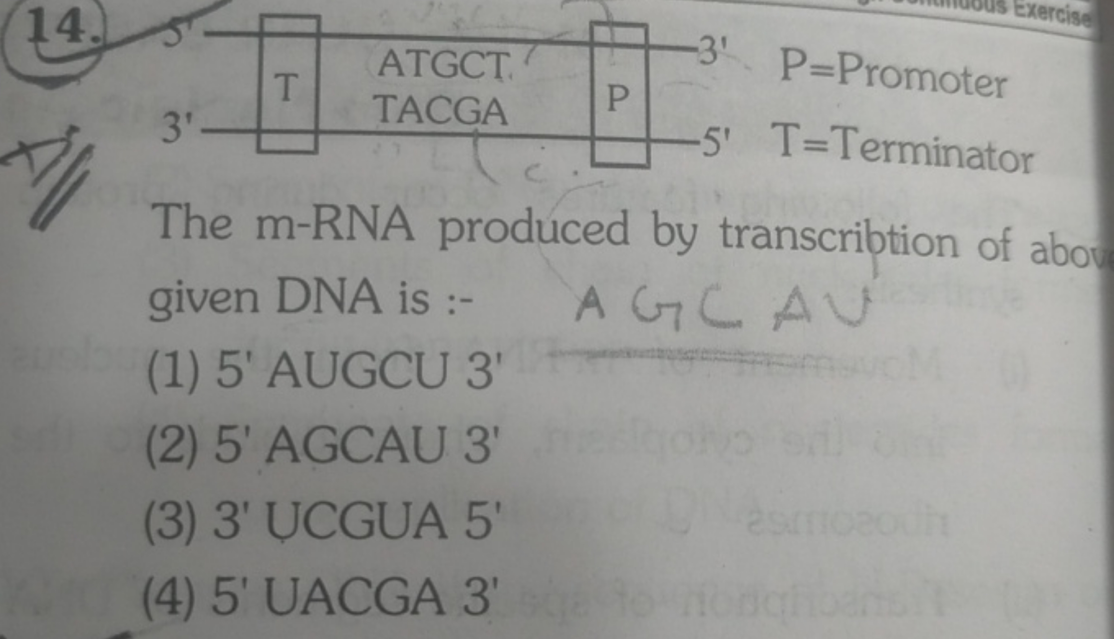 The m-RNA produced by transcribtion of aboy given DNA is :- A GCAV