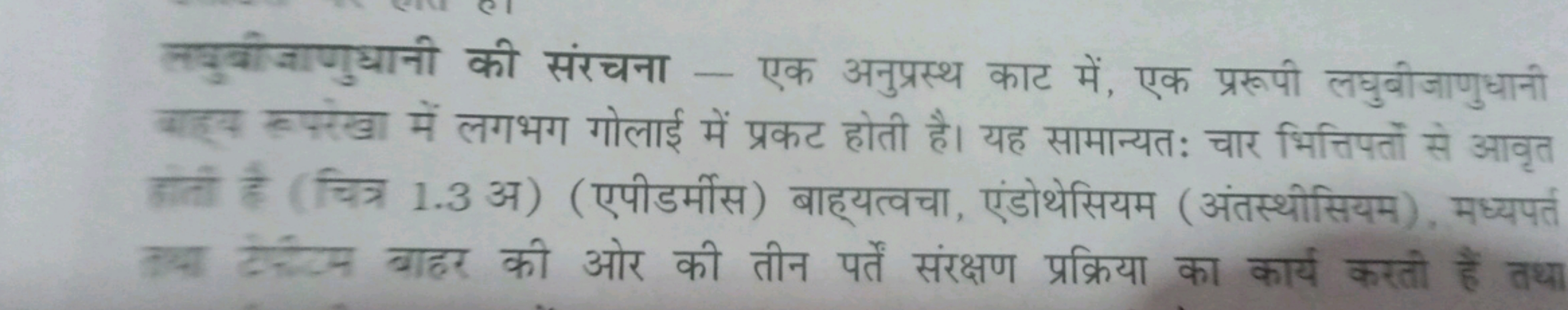 लयुखीजाणुधानी की संरचना - एक अनुप्रस्थ काट में, एक प्ररूपी लघुवीजाणुधा