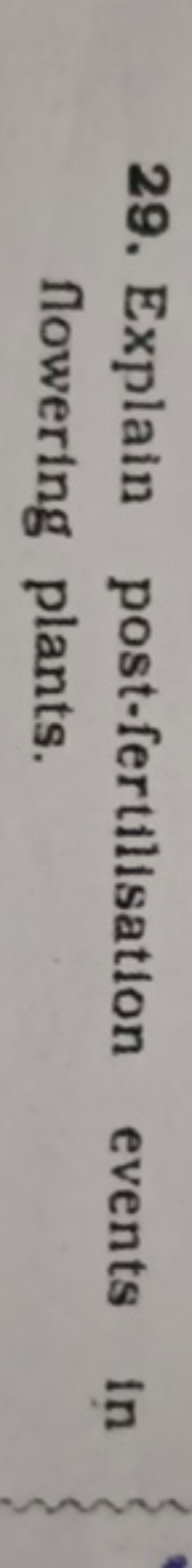 29. Explain post-fertilisation events in flowering plants.
