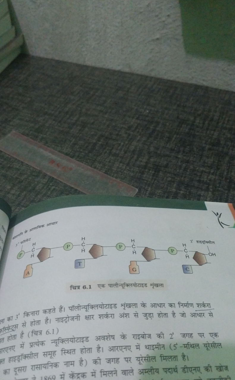 (1) −HC​
A
T
(P)
G
c
चित्र 6.1 एक पालीन्यूक्लियोटाइड शृंखला

ला का 34 